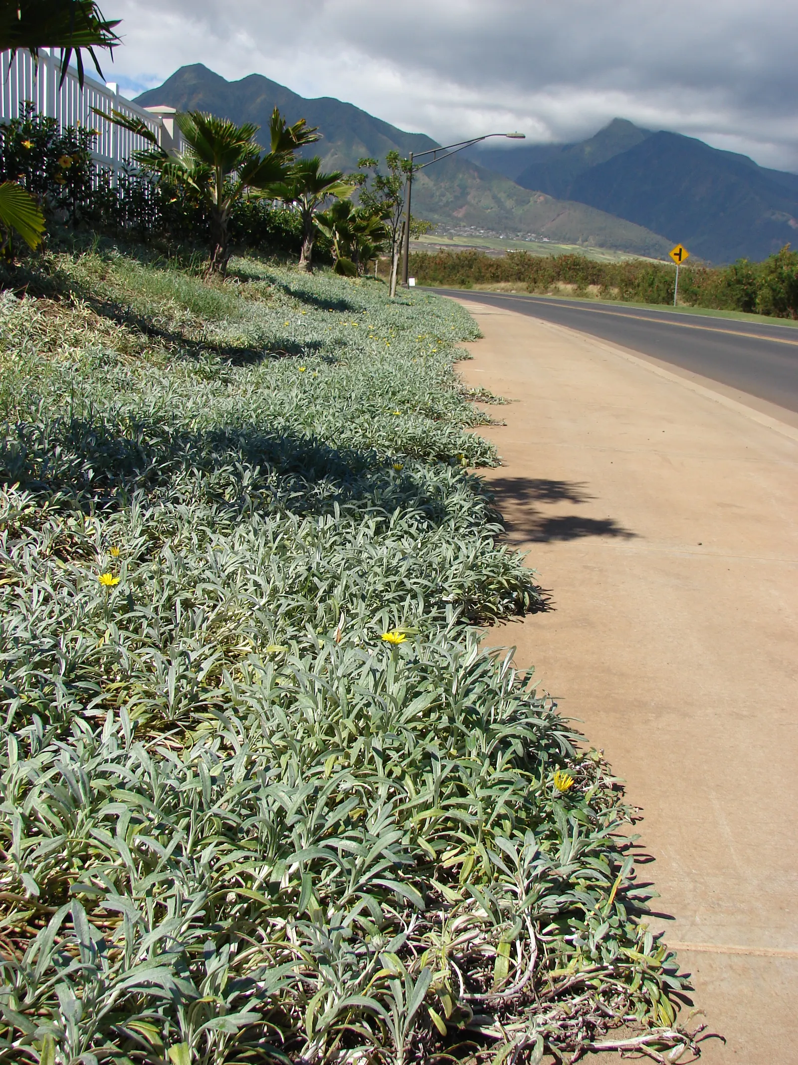 Trailing Gazania (Gazania Rigens Leucolaena) — It showcases vibrant daisy-like flowers, typically in warm hues, and flourishes in well-drained soils
