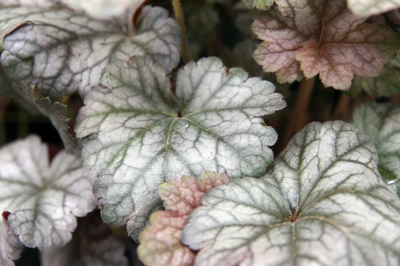 Cinnabar Silver Coral Bells (Heuchera 'Cinnabar Silver') — Prefers partial shade and well-drained soil
