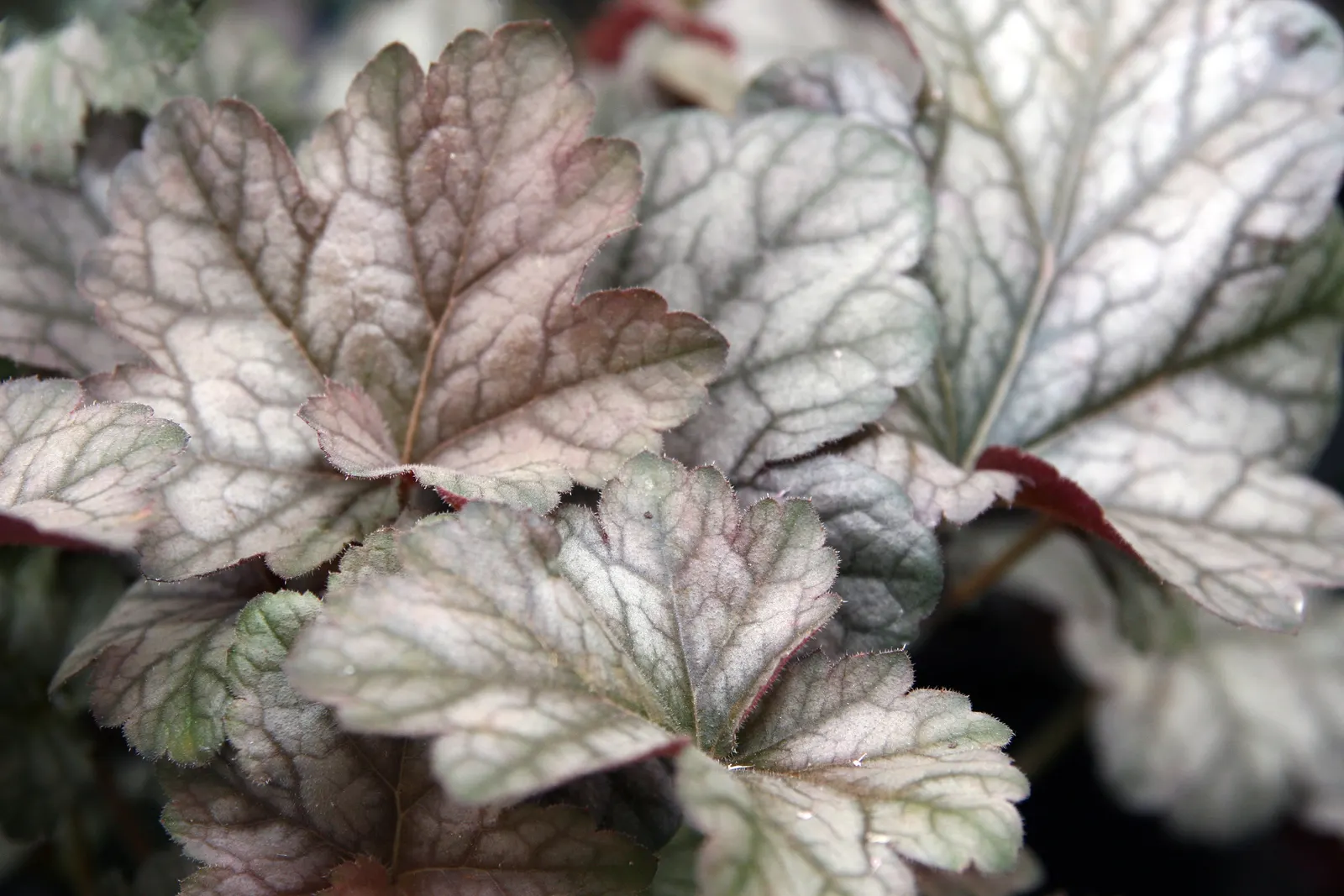 Cinnabar Silver Coral Bells (Heuchera 'Cinnabar Silver') — Thrives in USDA zones 4-9, reaching 12-18 inches in height with an 18-inch spread