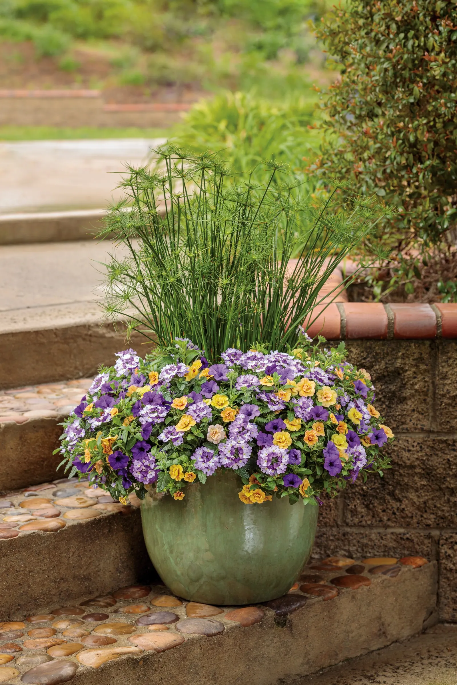Double Amber Double Calibrachoa — The Calibrachoa 'Double Amber'
