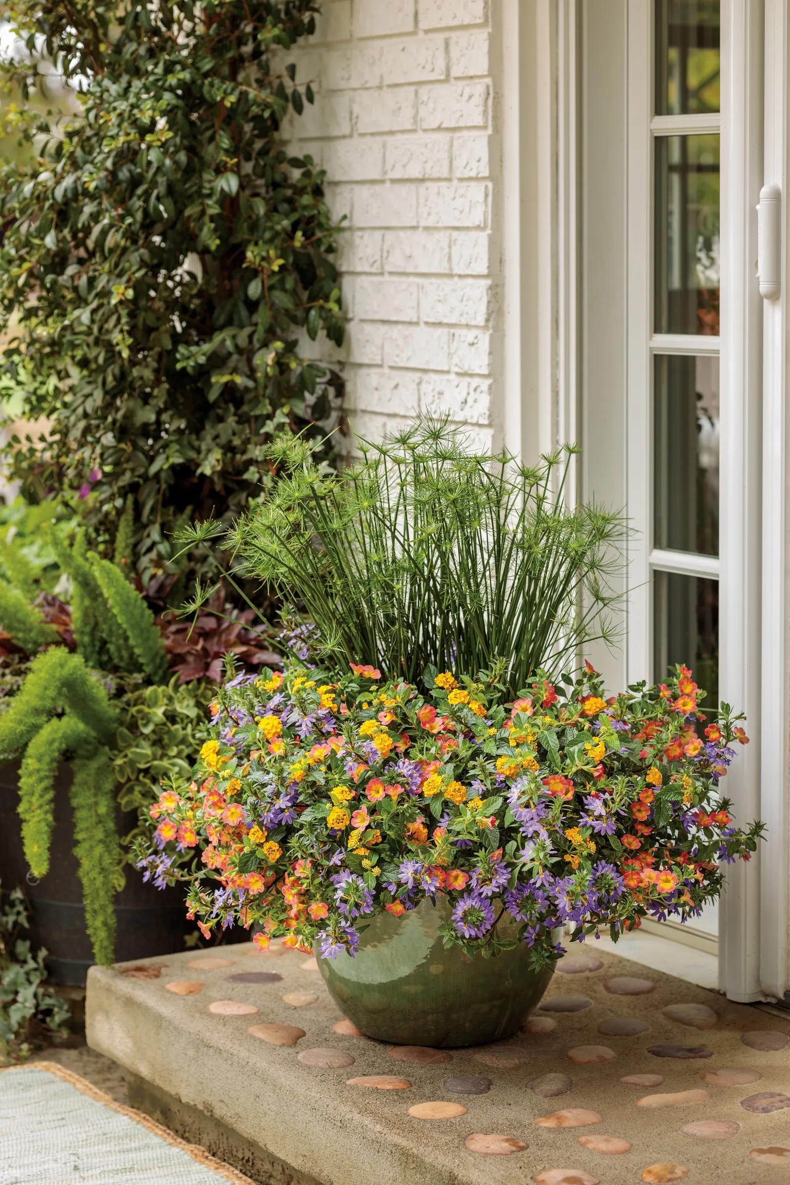 Double Amber Double Calibrachoa — is a richly colored annual from the Proven Winners® Superbells® collection