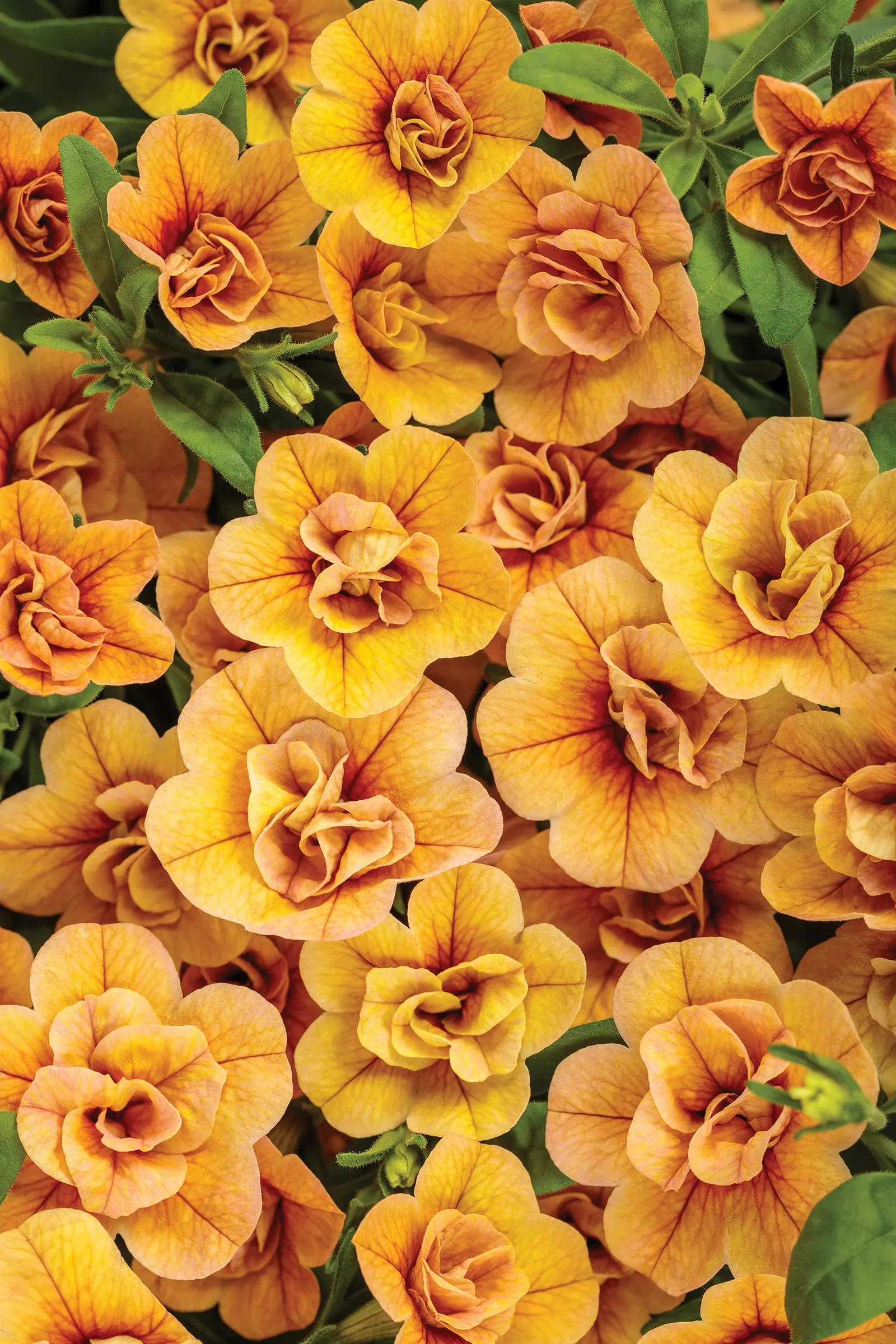 Double Amber Double Calibrachoa — Its blooms carry a warm amber tone that sits beautifully between golden yellow and soft orange