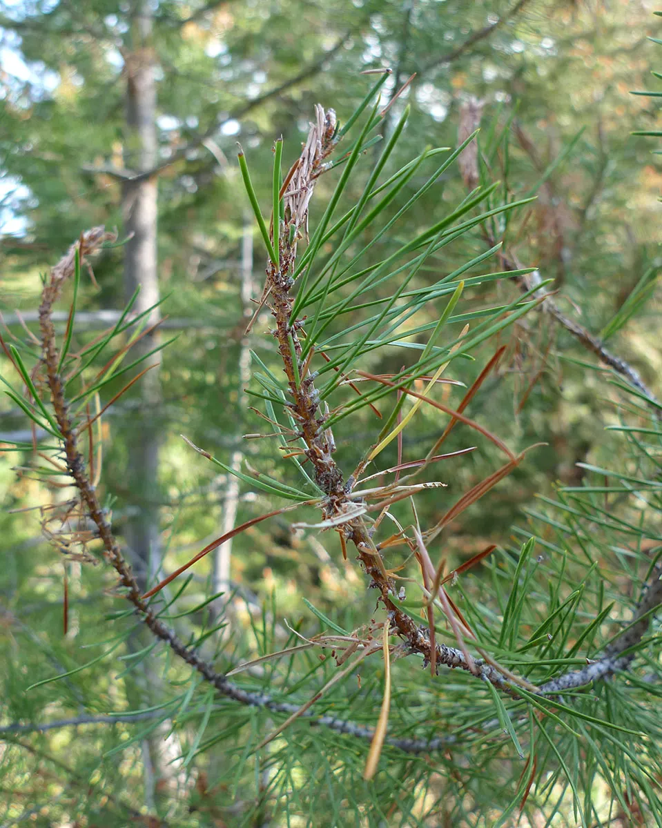 Shore Pine (Pinus Contorta Var. Contorta) — contorta, is a robust, evergreen conifer that reaches up to 50 ft