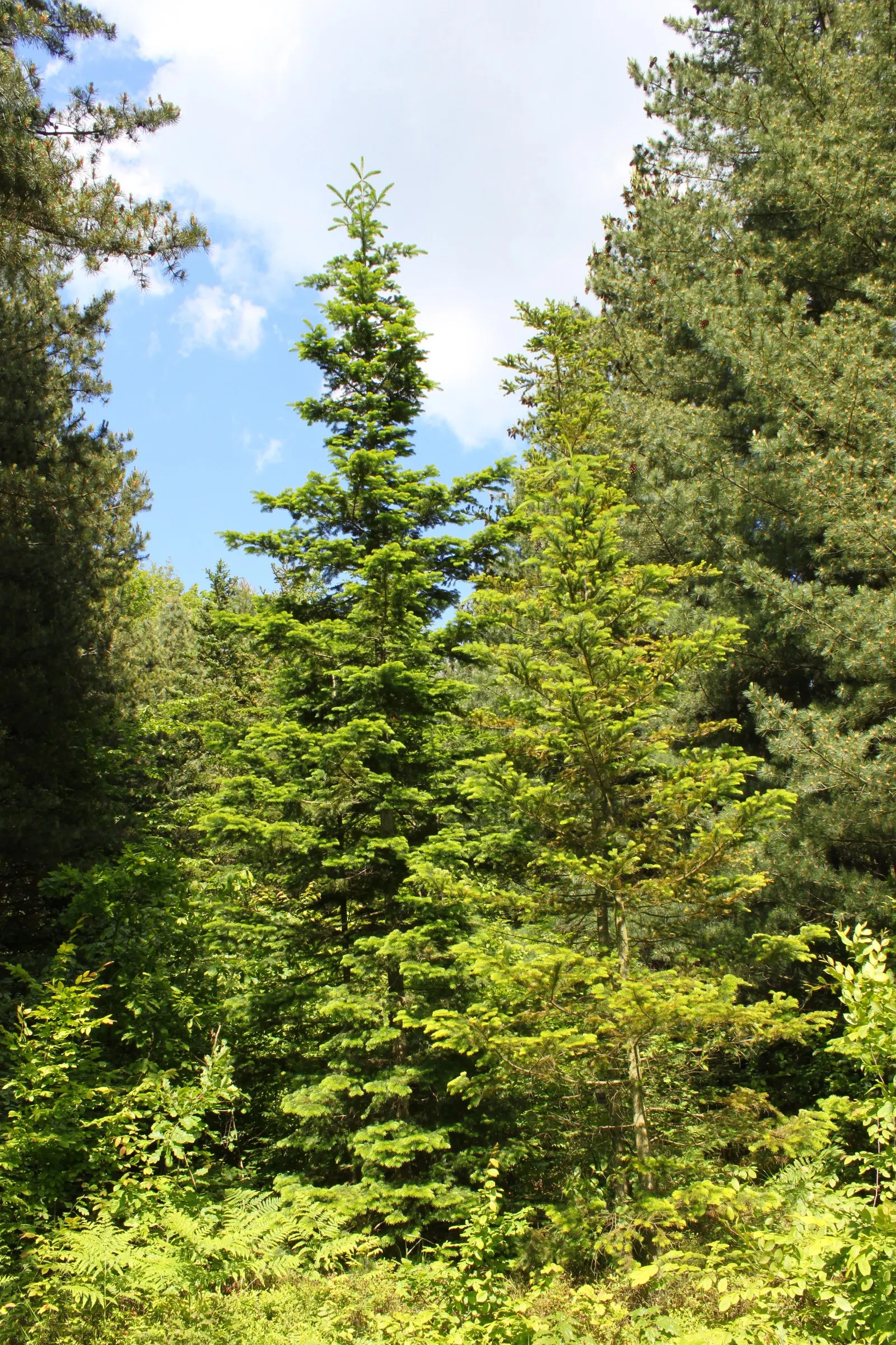 Shore Pine (Pinus Contorta Var. Contorta) — measuring about 1.5 to 3 inches long