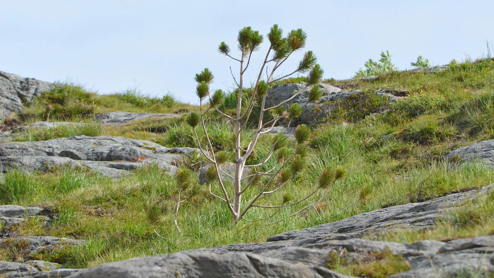 Shore Pine (Pinus Contorta Var. Contorta) — an evolutionary response to the challenging coastal winds
