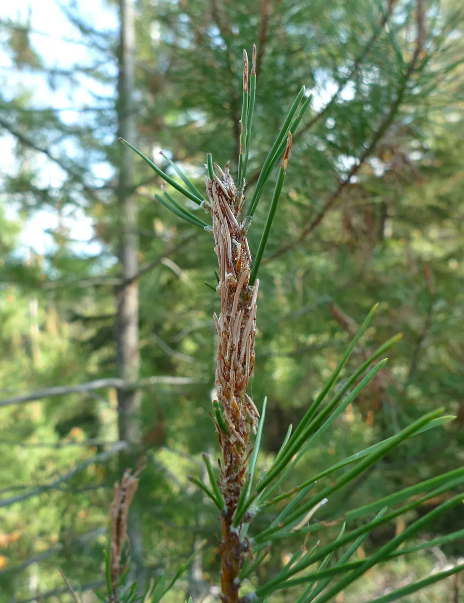 Shore Pine (Pinus Contorta Var. Contorta) — Its irregular shape and twisting branches deliver visual interest year-round
