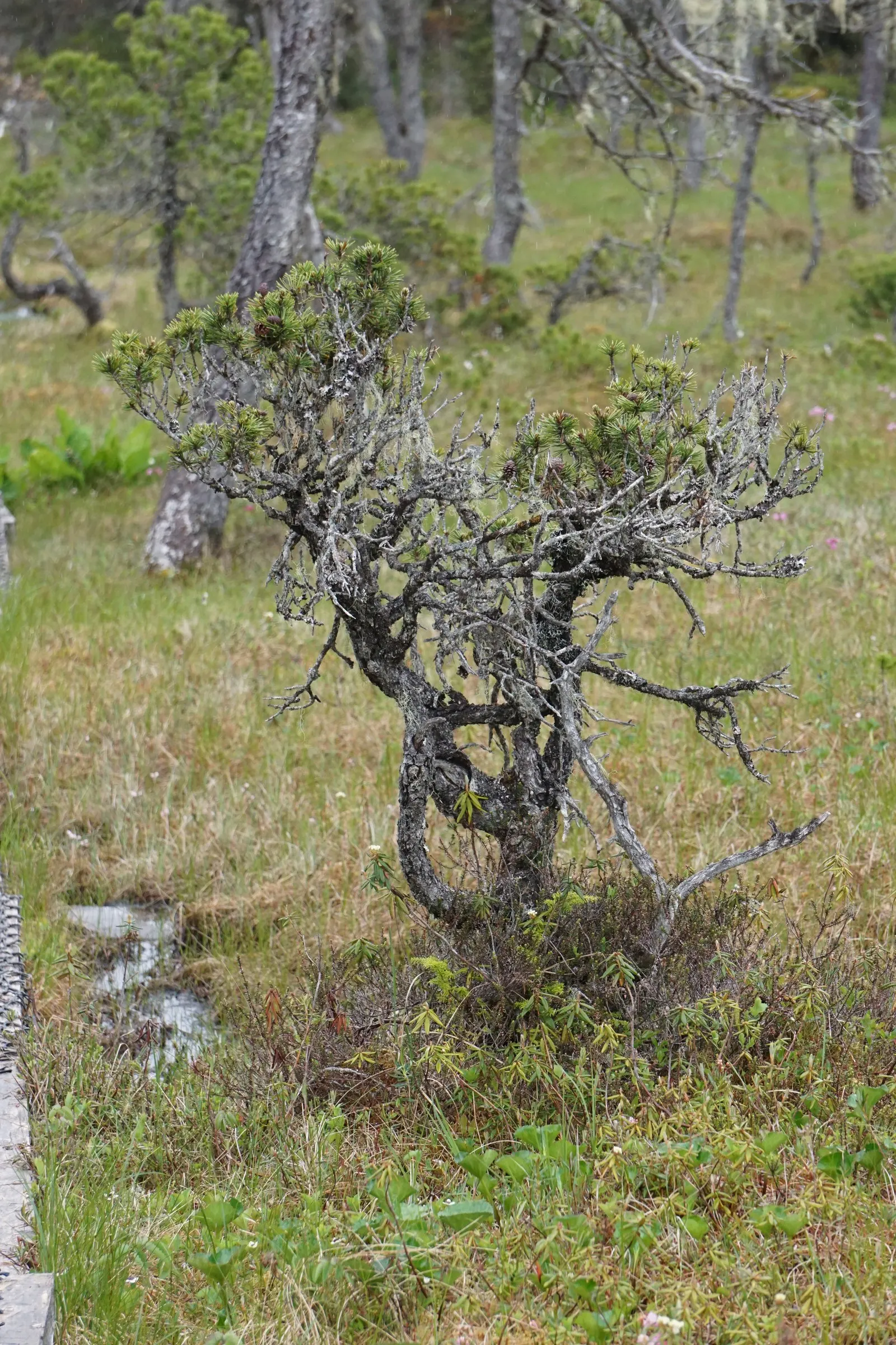 Shore Pine (Pinus Contorta Var. Contorta) — requiring full sun exposure for optimal growth