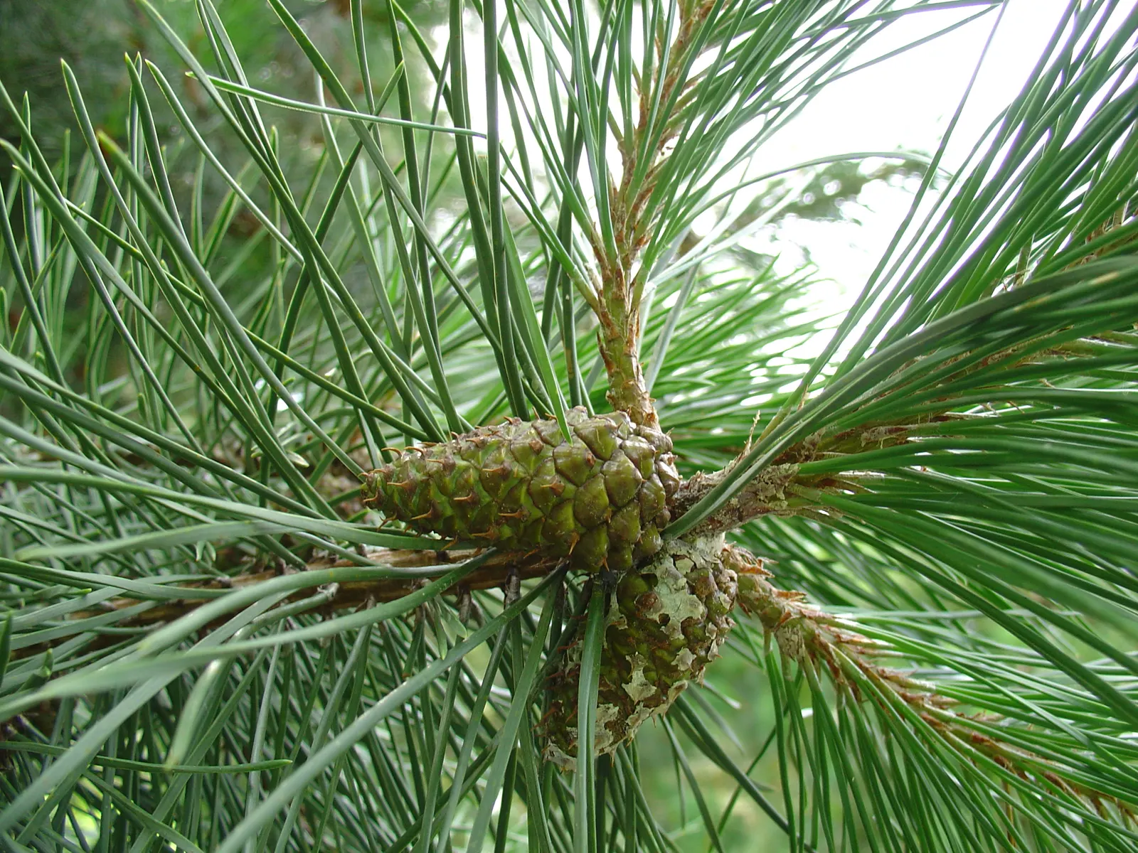 Shore Pine (Pinus Contorta Var. Contorta) — This evergreen conifer is a subspecies of the Lodgepole Pine and thrives in USDA hardiness zones 7 through 8