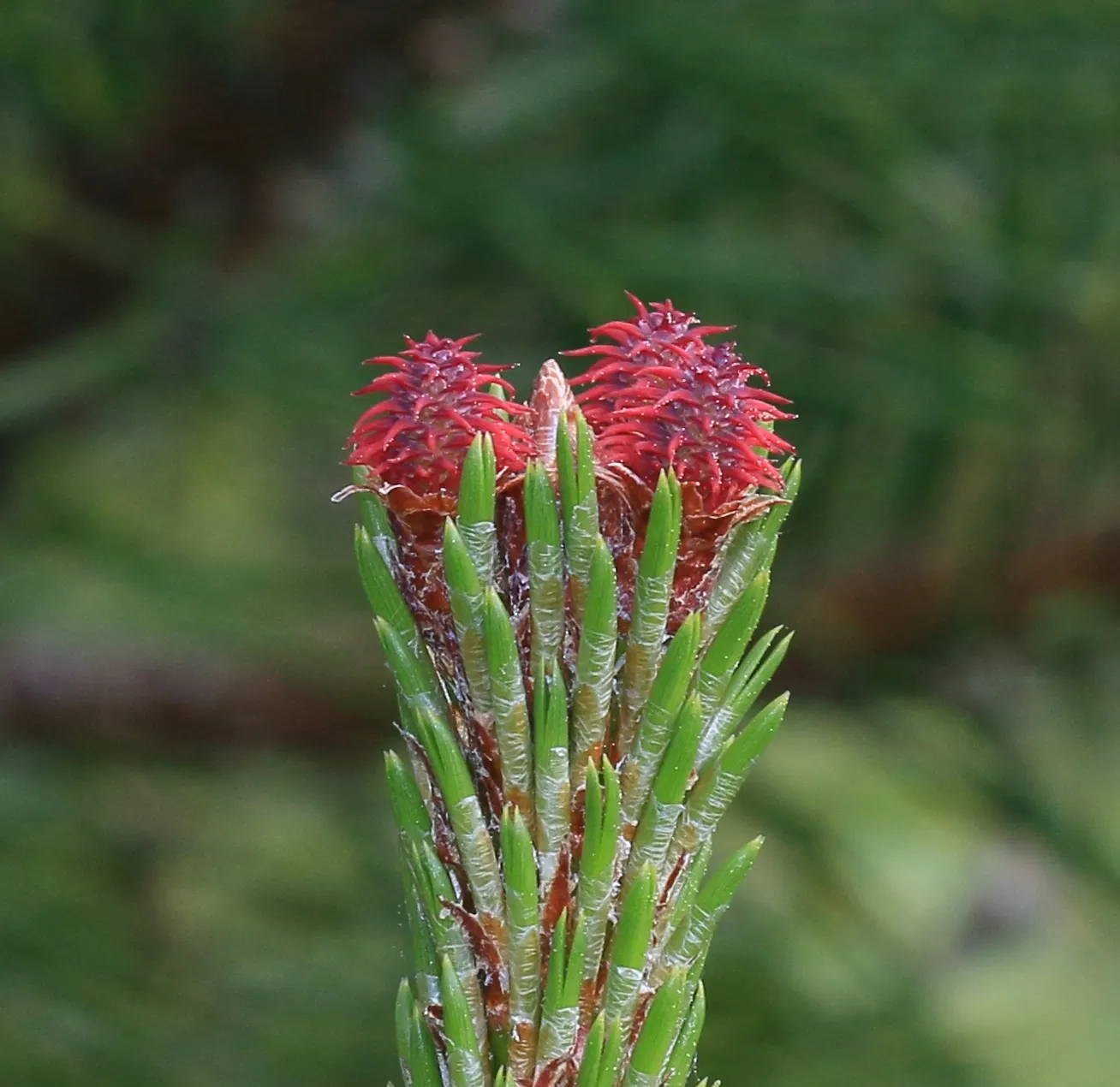 Shore Pine (Pinus Contorta Var. Contorta) — contorta, is a remarkably adaptable species native to the coastal regions of the Pacific Northwest