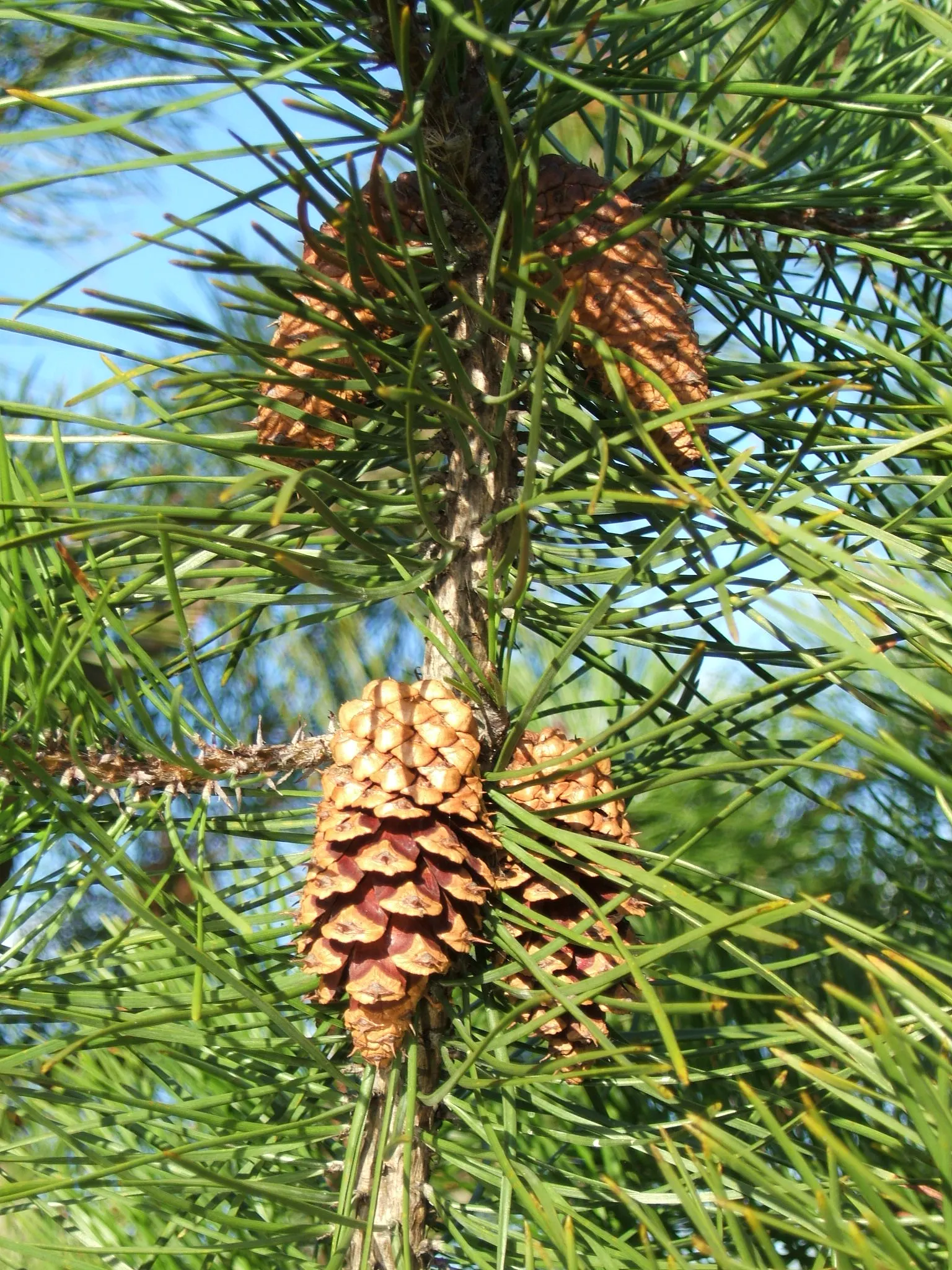 Shore Pine (Pinus Contorta Var. Contorta) — The dark green needles are relatively short
