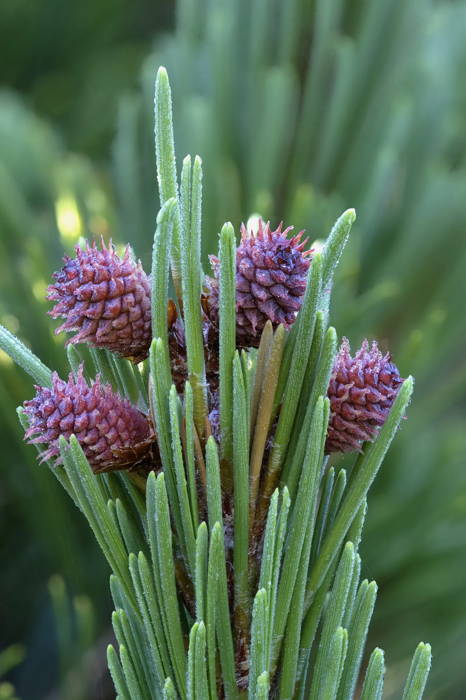 Shore Pine (Pinus Contorta Var. Contorta) — Preferring well-drained soils, it thrives in USDA zones 7-10