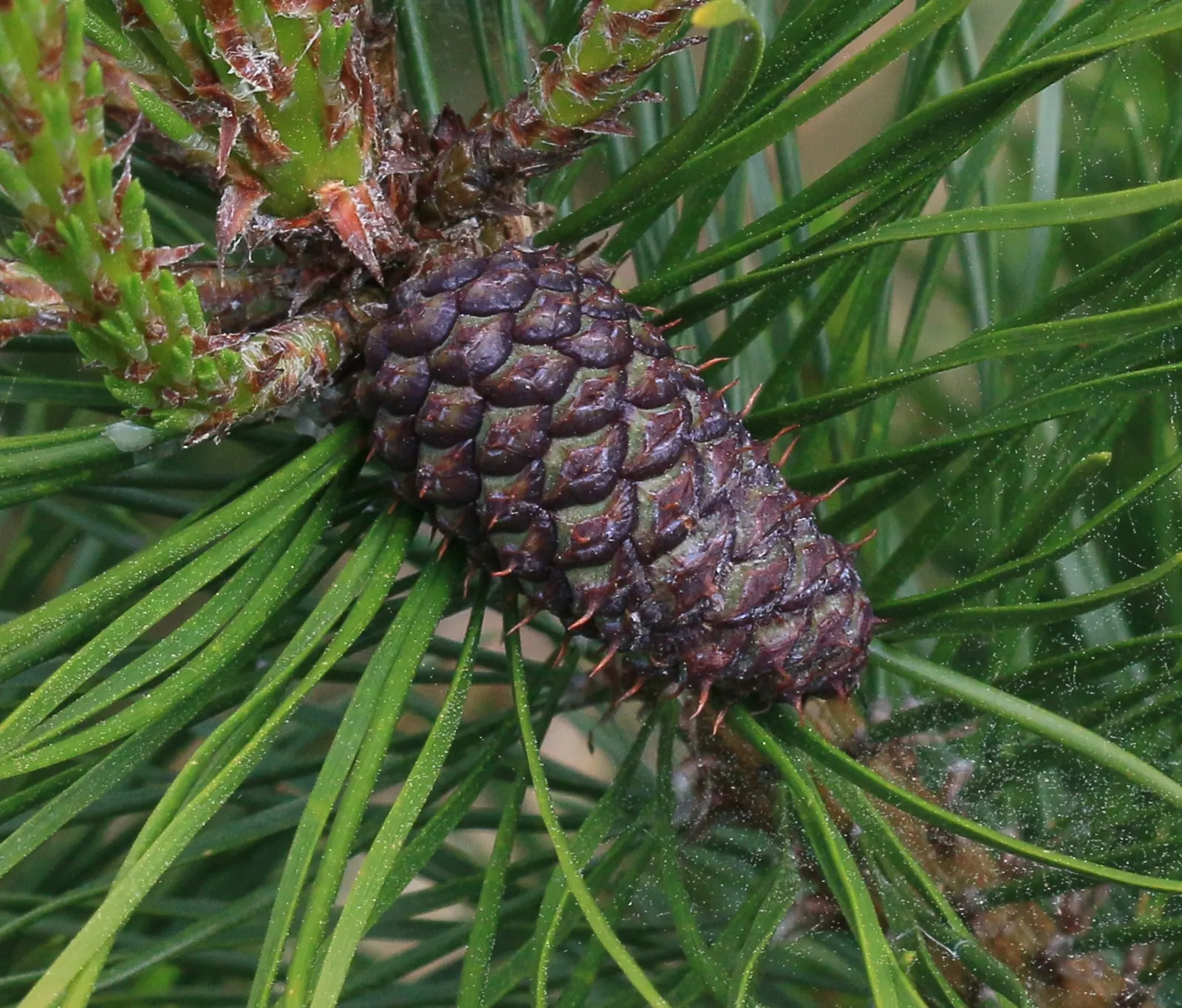 Shore Pine (Pinus Contorta Var. Contorta) — the Shore Pine presents a twisted and contorted form