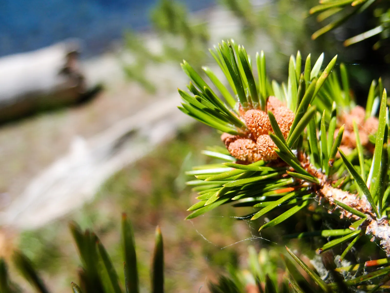 Shore Pine (Pinus Contorta Var. Contorta) — The Shore Pine, botanical name Pinus contorta var