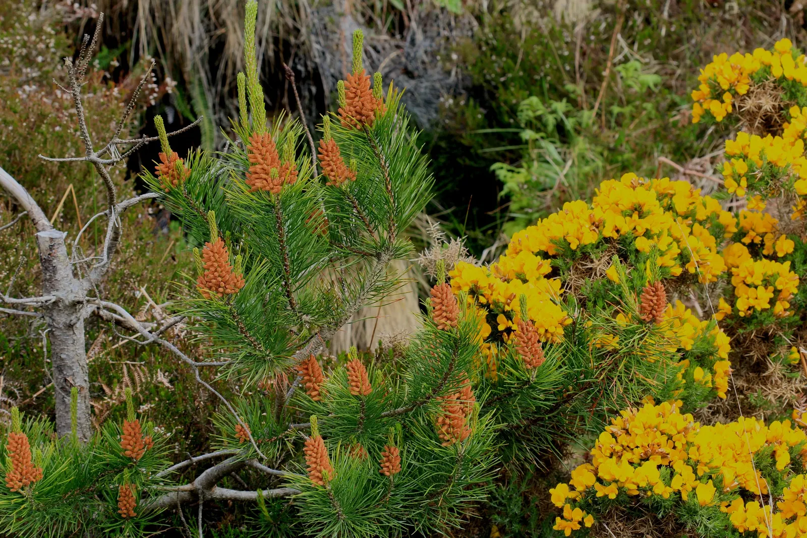 Shore Pine (Pinus Contorta Var. Contorta) — This coastal native is adaptable to windy conditions, making it ideal for seaside settings