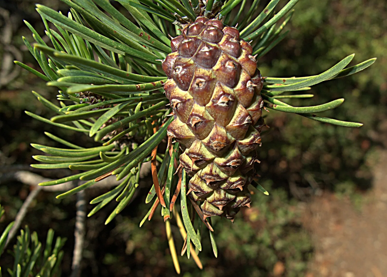 Shore Pine (Pinus Contorta Var. Contorta) — The Shore Pine, or Pinus contorta var