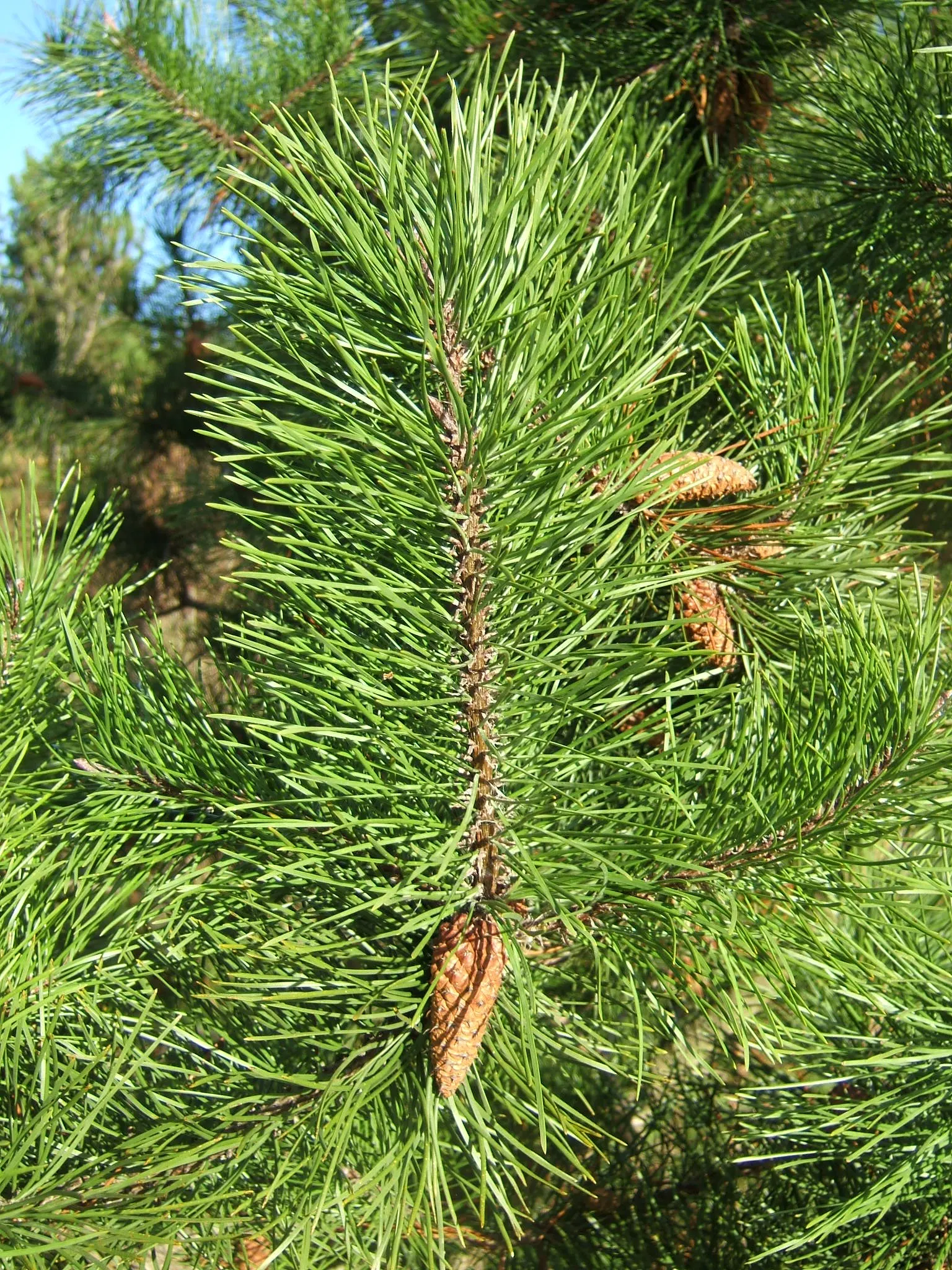 Shore Pine (Pinus Contorta Var. Contorta) — Its twisted, contorted needles give a unique texture to landscapes