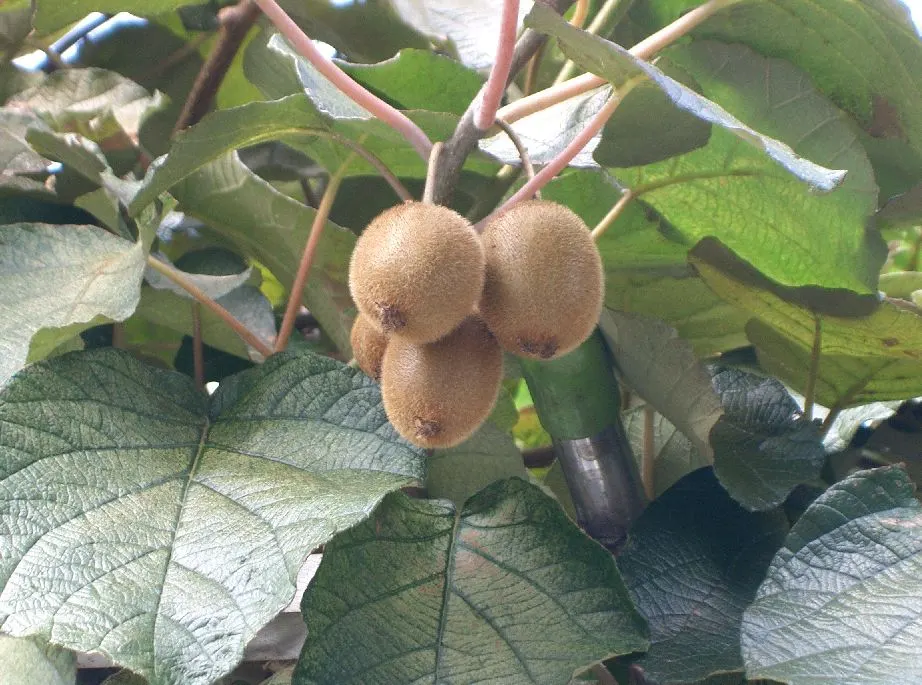 Kiwi, Chinese Gooseberry (Actinidia Deliciosa) — The edible kiwifruits are oval; one male plant is required to pollinate up to eight female plants for fruit