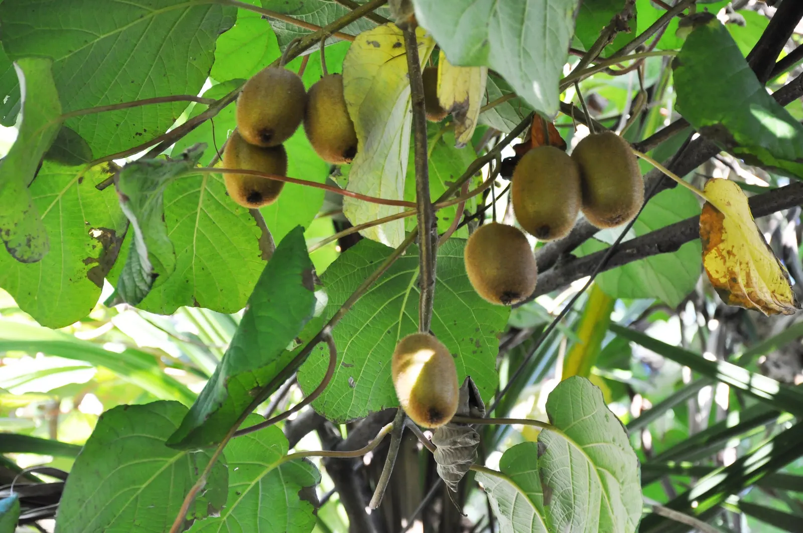 Kiwi, Chinese Gooseberry (Actinidia Deliciosa) — with the promise of fruit typically maturing in the late summer through the fall; often referred to as the