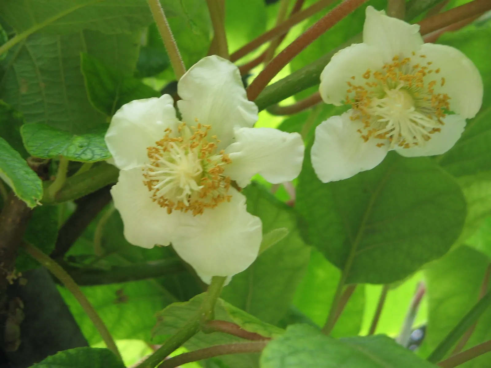 Kiwi, Chinese Gooseberry (Actinidia Deliciosa) — fuzzy fruit adds a late-season appeal, image 59