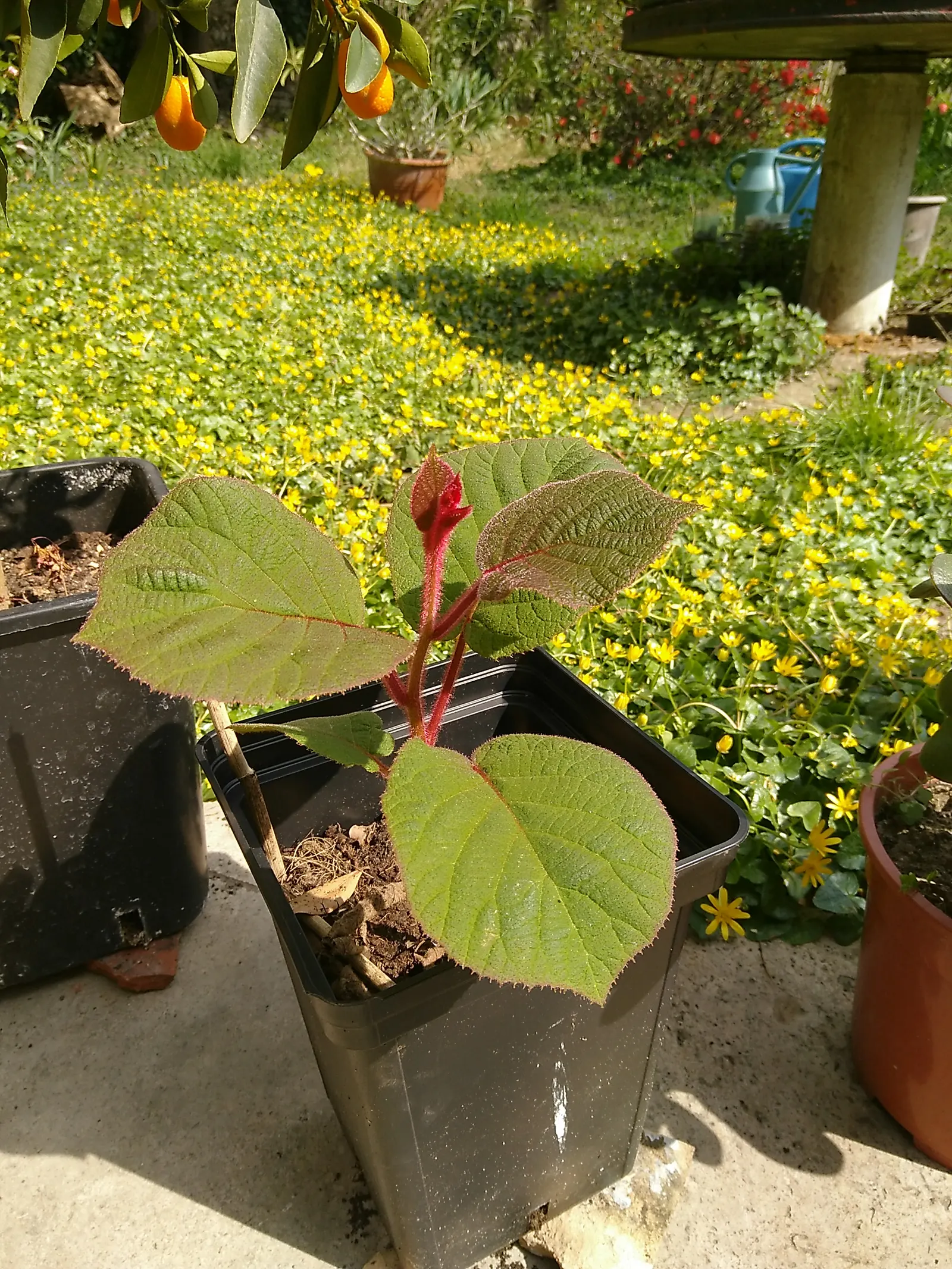 Kiwi, Chinese Gooseberry (Actinidia Deliciosa) — vine with white blooms