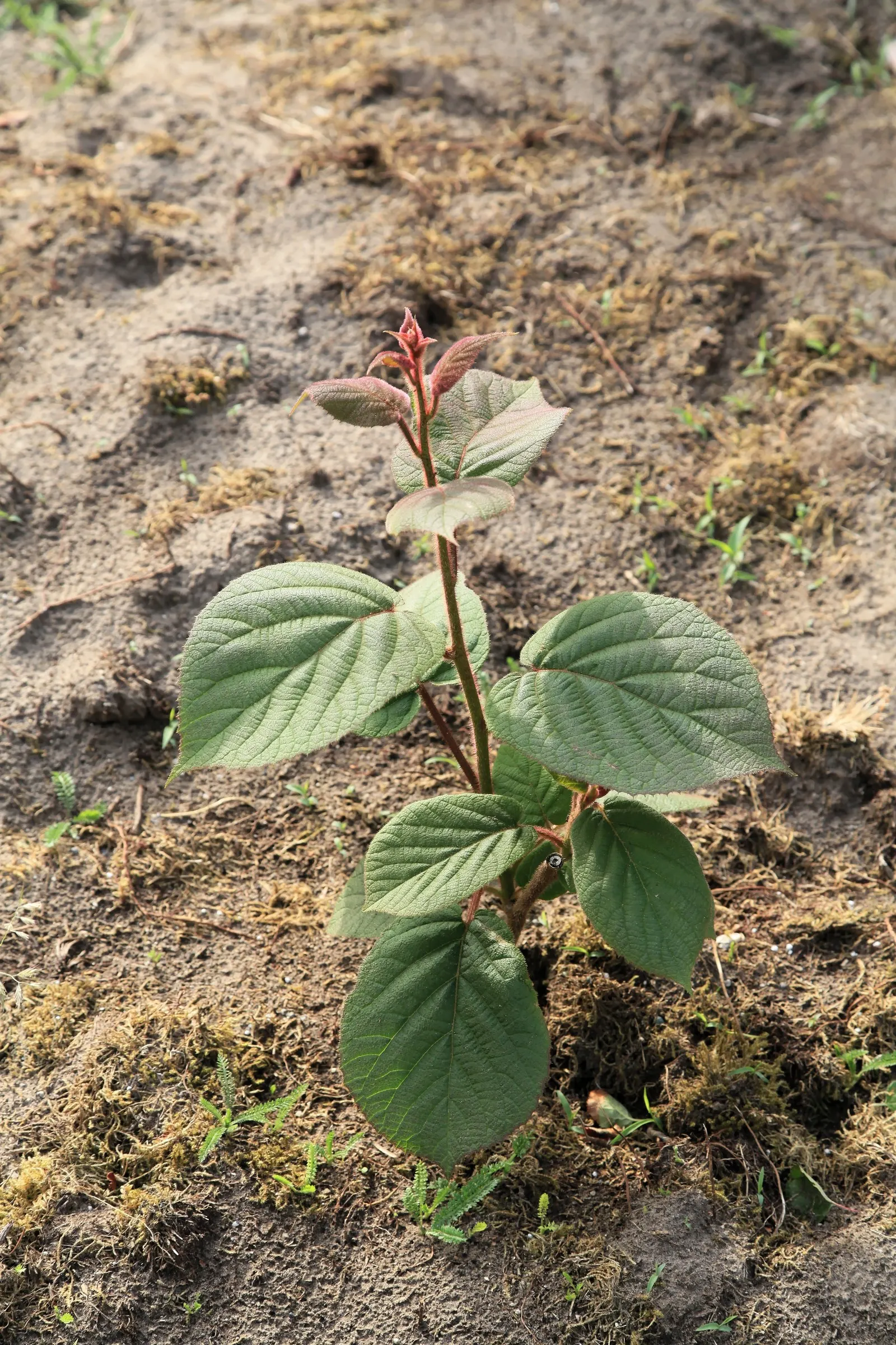 Kiwi, Chinese Gooseberry (Actinidia Deliciosa) — The edible kiwifruits are oval