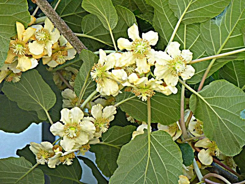 Kiwi, Chinese Gooseberry (Actinidia Deliciosa) — commonly known as Kiwi or Chinese Gooseberry; heart-shaped leaves enhance its ornamental value, image 55