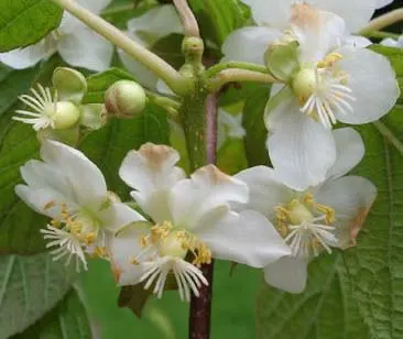 Kiwi, Chinese Gooseberry (Actinidia Deliciosa) — Native to Eastern China, this plant thrives in USDA hardiness zones 7 through 9; deep green, image 64