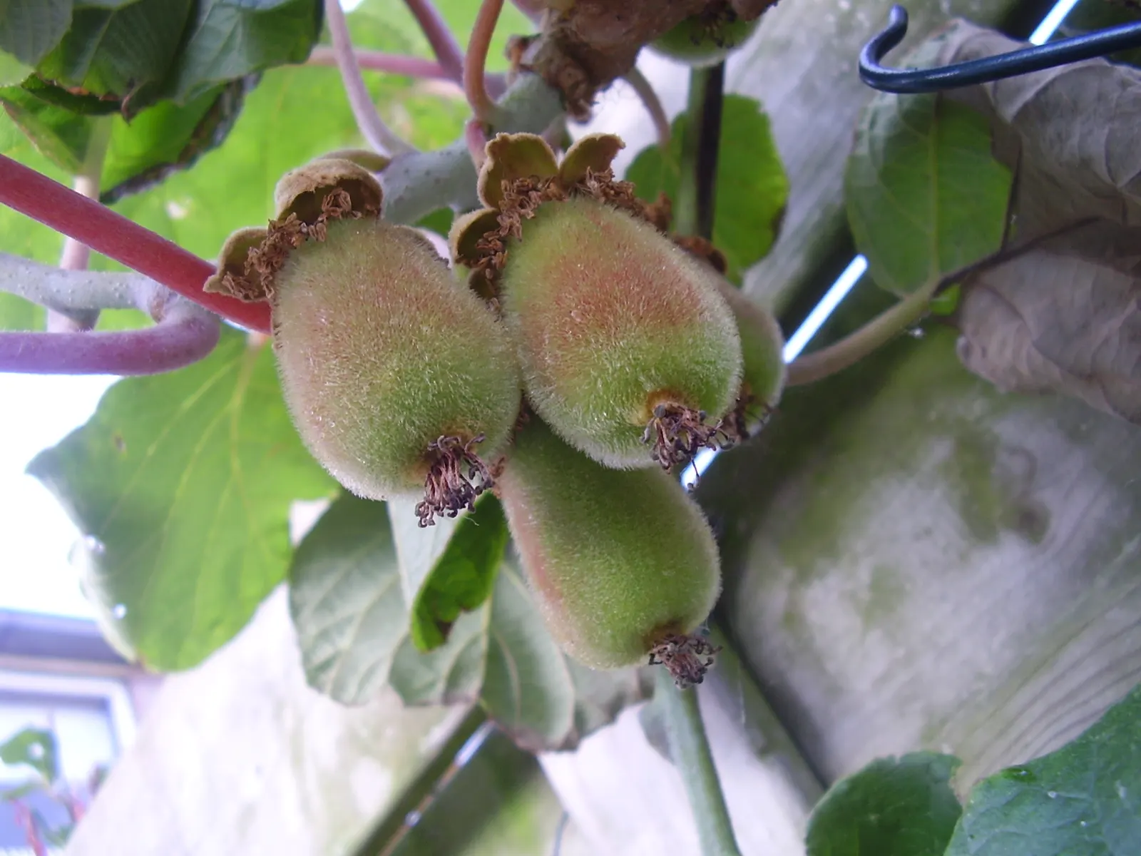 Kiwi, Chinese Gooseberry (Actinidia Deliciosa) — vine with white blooms; with the promise of fruit typically maturing in the late summer through the fall