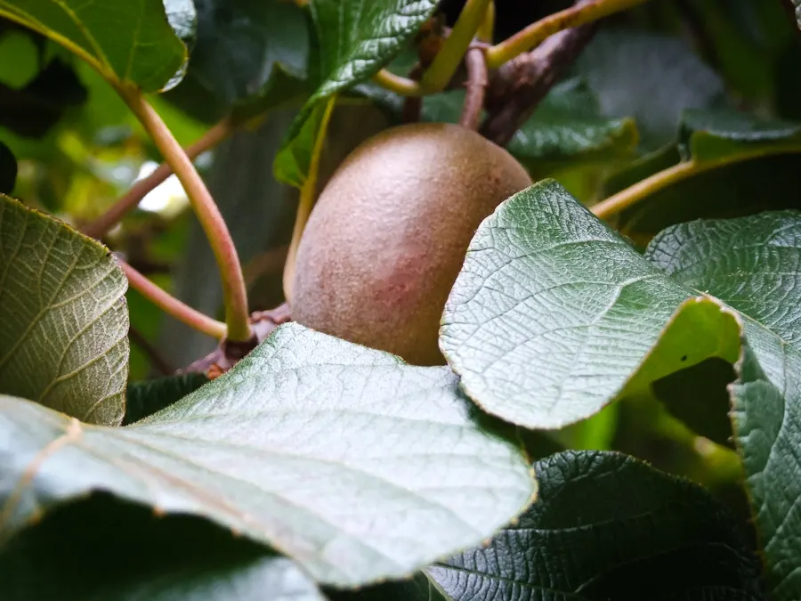Kiwi, Chinese Gooseberry (Actinidia Deliciosa) — This dioecious plant requires both male and female for pollination, ensuring fruit set; the edible, image 57