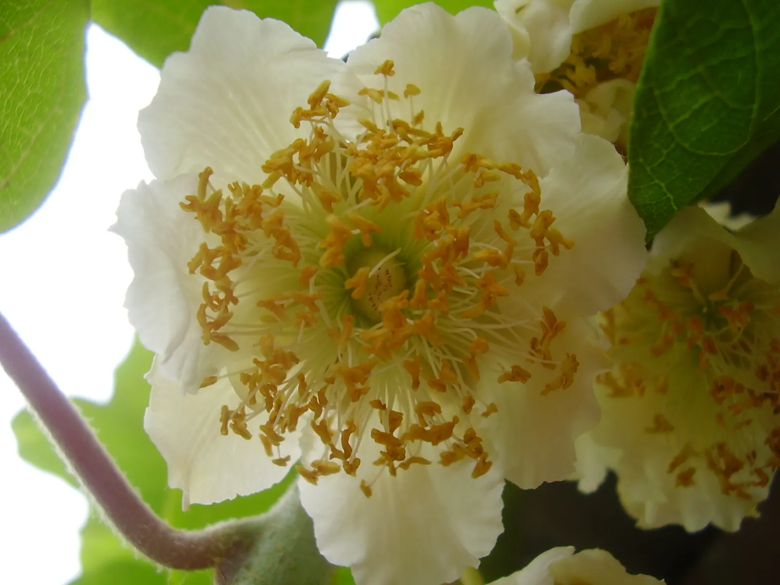Kiwi, Chinese Gooseberry (Actinidia Deliciosa) — it thrives in USDA zones 7-9 with partial to full sun and requires sturdy support for its twining growth; with