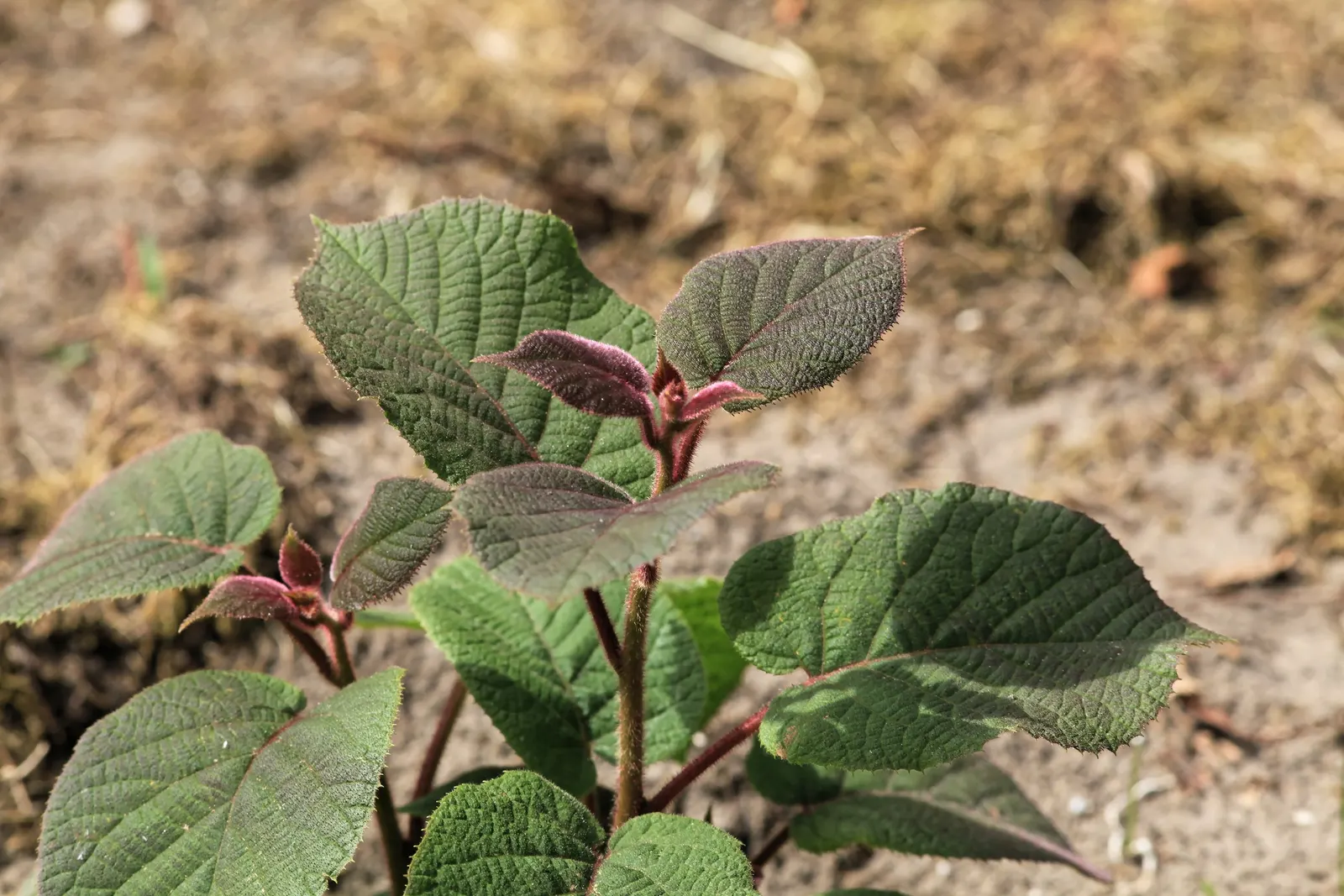 Kiwi, Chinese Gooseberry (Actinidia Deliciosa) — commonly known as Kiwi or Chinese Gooseberry; heart-shaped leaves enhance its ornamental value