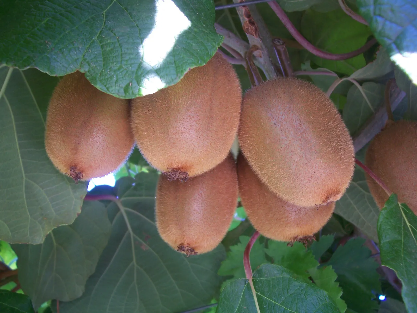 Kiwi, Chinese Gooseberry (Actinidia Deliciosa) — Pruning is essential to control size, shape, and to promote more productive fruiting in the, image 50