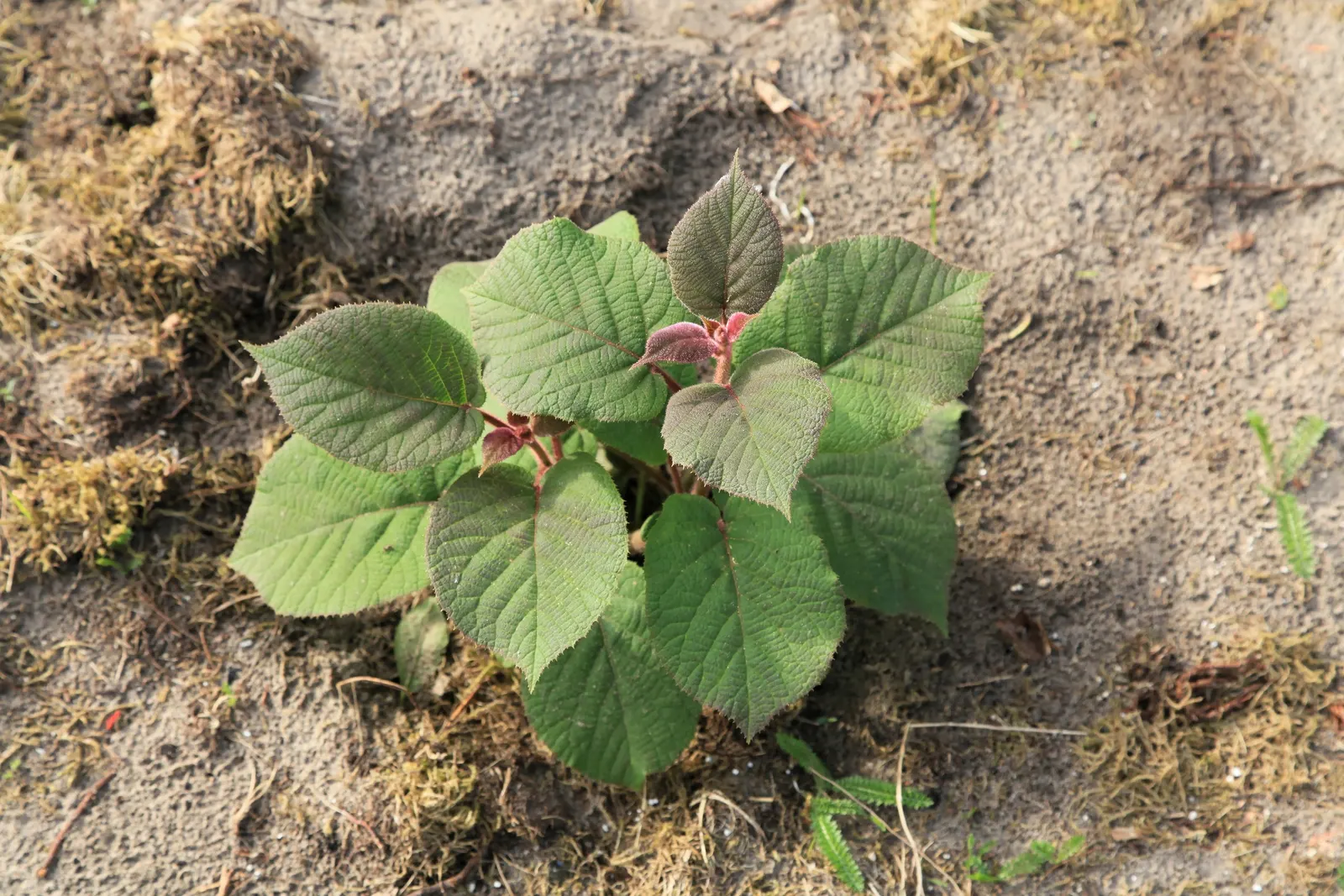 Kiwi, Chinese Gooseberry (Actinidia Deliciosa) — the Kiwi vine produces fragrant white flowers