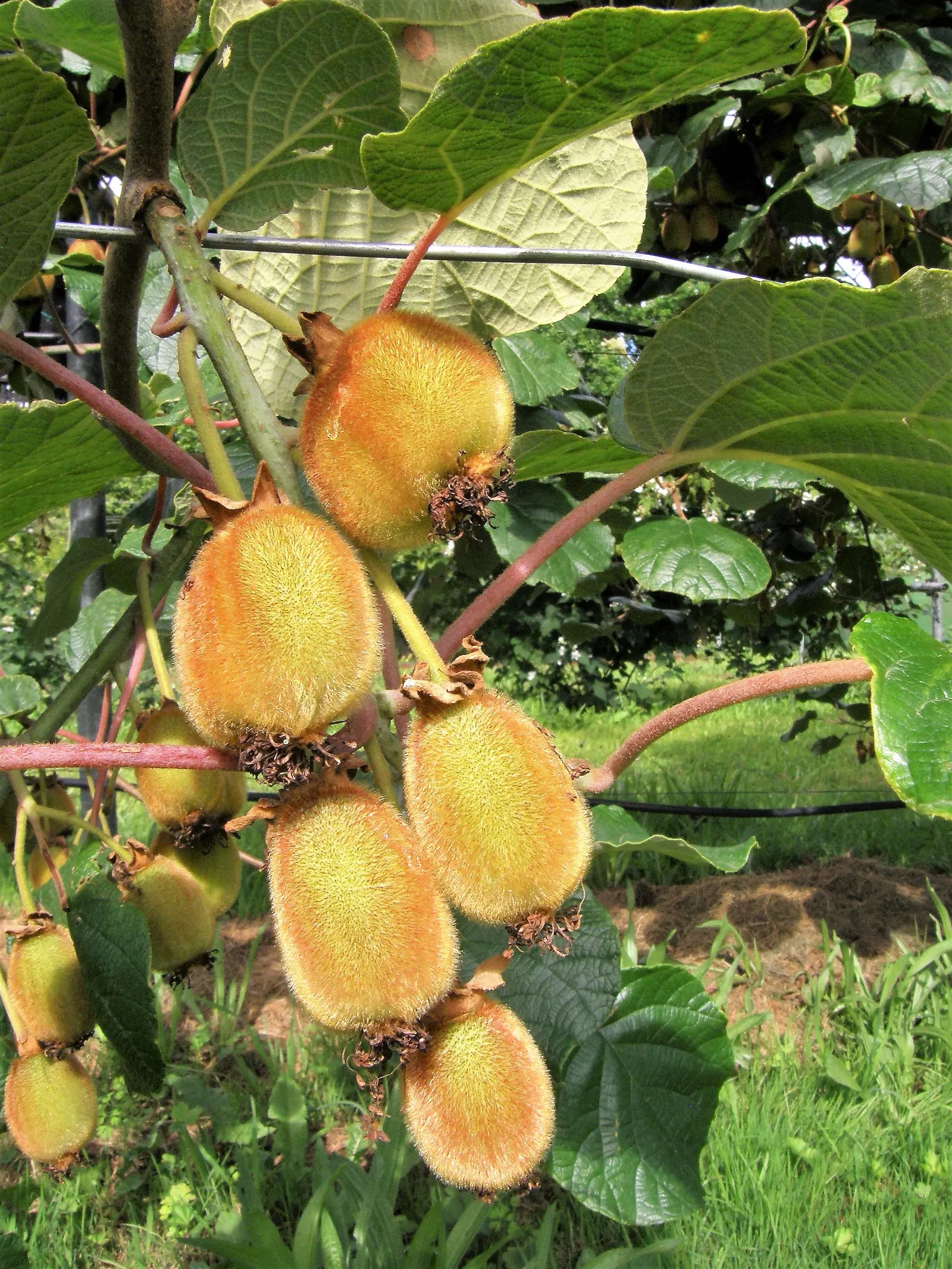 Kiwi, Chinese Gooseberry (Actinidia Deliciosa) — heart-shaped leaves enhance its ornamental value; white flowers in the garden, image 58