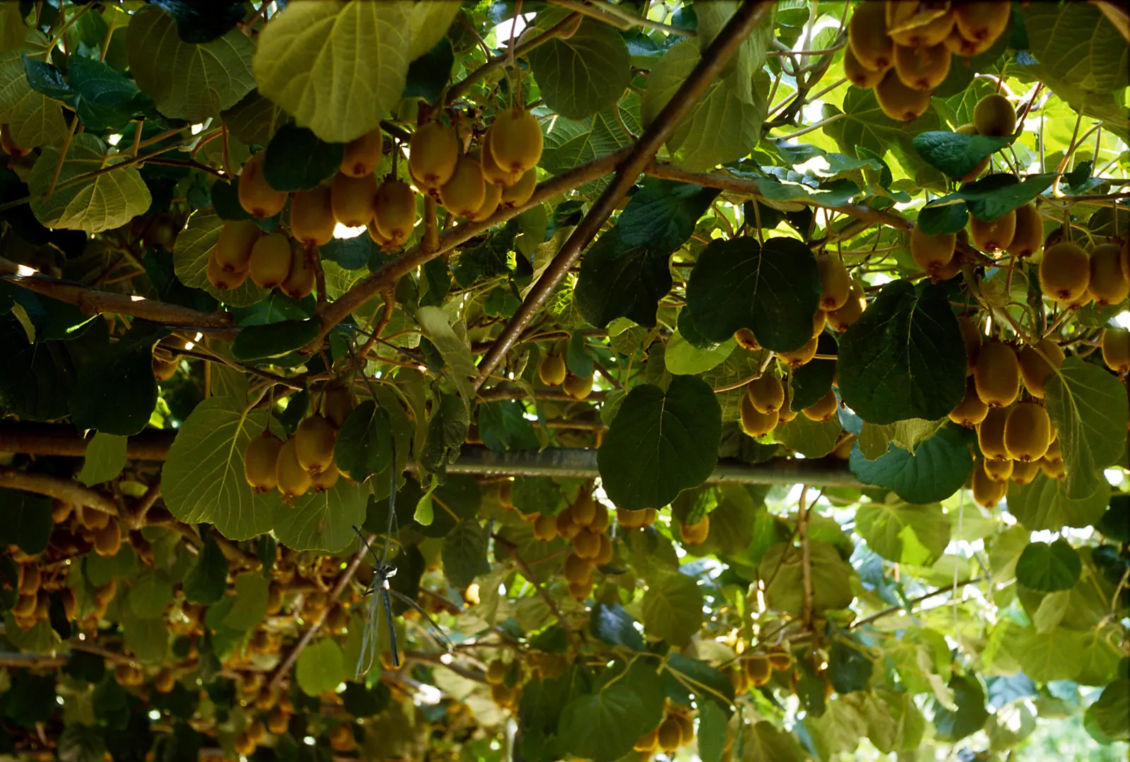 Kiwi, Chinese Gooseberry (Actinidia Deliciosa) — deep green foliage that creates an attractive backdrop in garden designs; it thrives in USDA zones, image 67