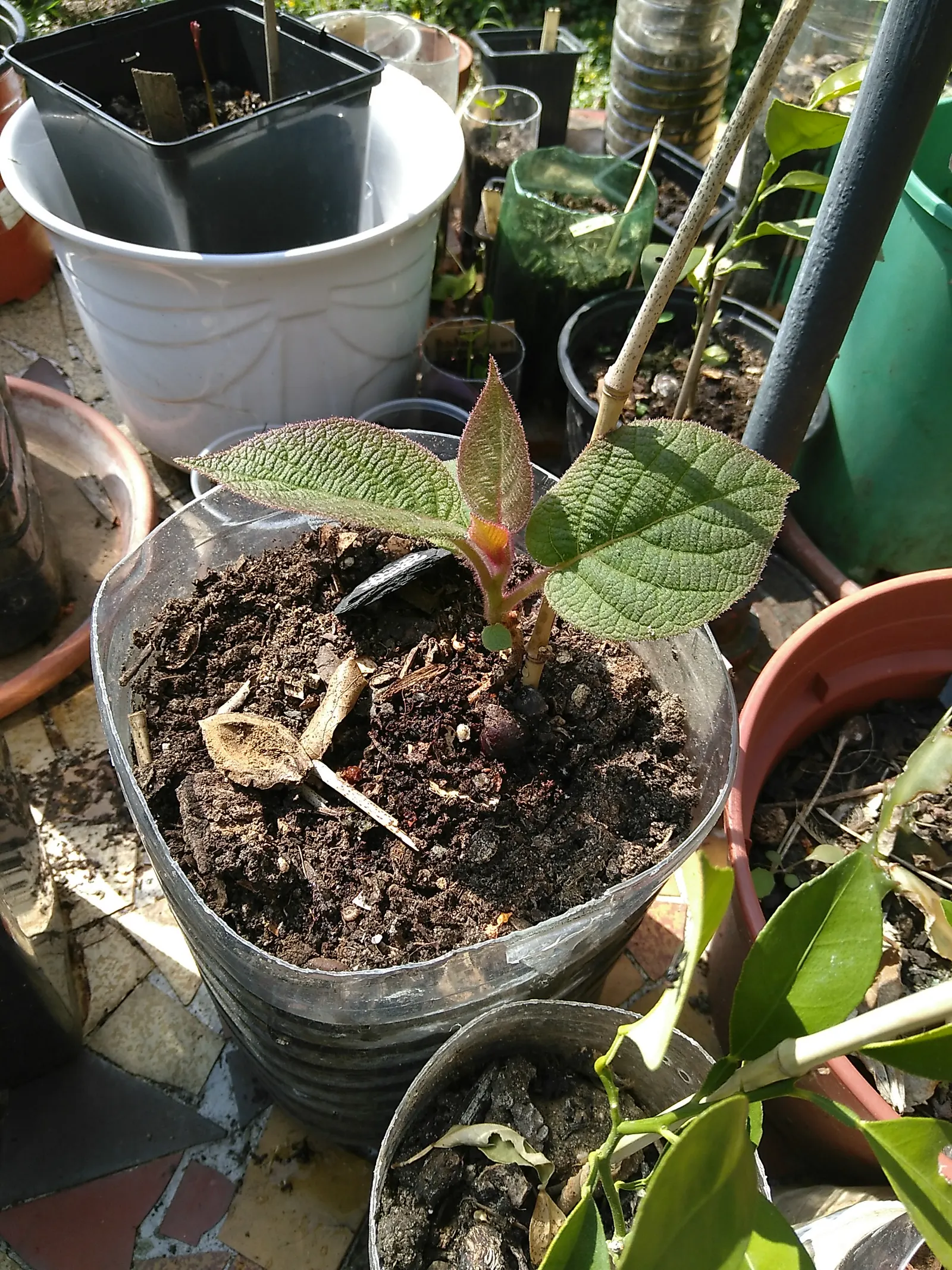 Kiwi, Chinese Gooseberry (Actinidia Deliciosa) — deep green foliage that creates an attractive backdrop in garden designs