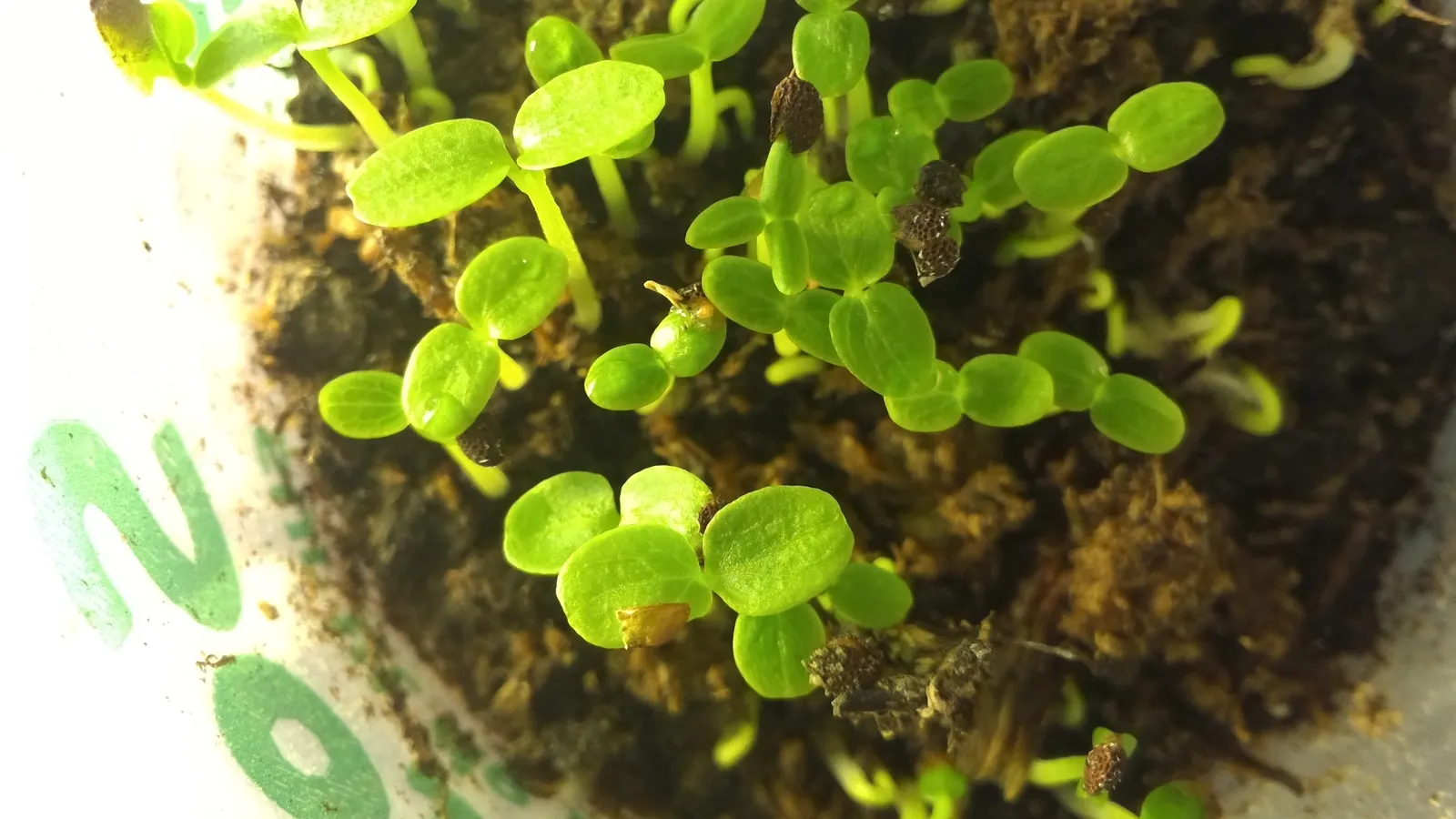 Kiwi, Chinese Gooseberry (Actinidia Deliciosa) — vine for half