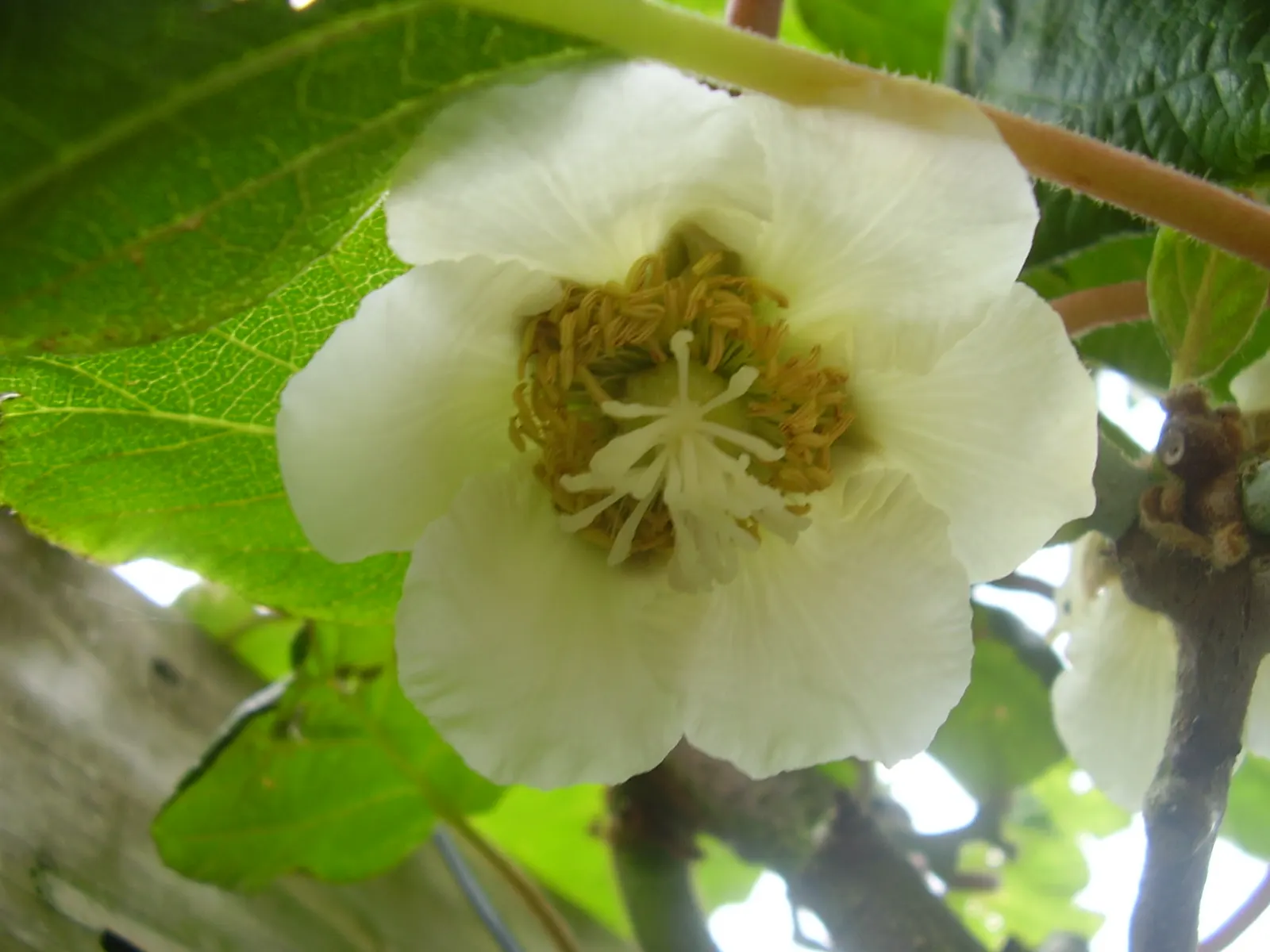 Kiwi, Chinese Gooseberry (Actinidia Deliciosa) — deep green foliage that creates an attractive backdrop in garden designs; it thrives in USDA zones 7-9 with