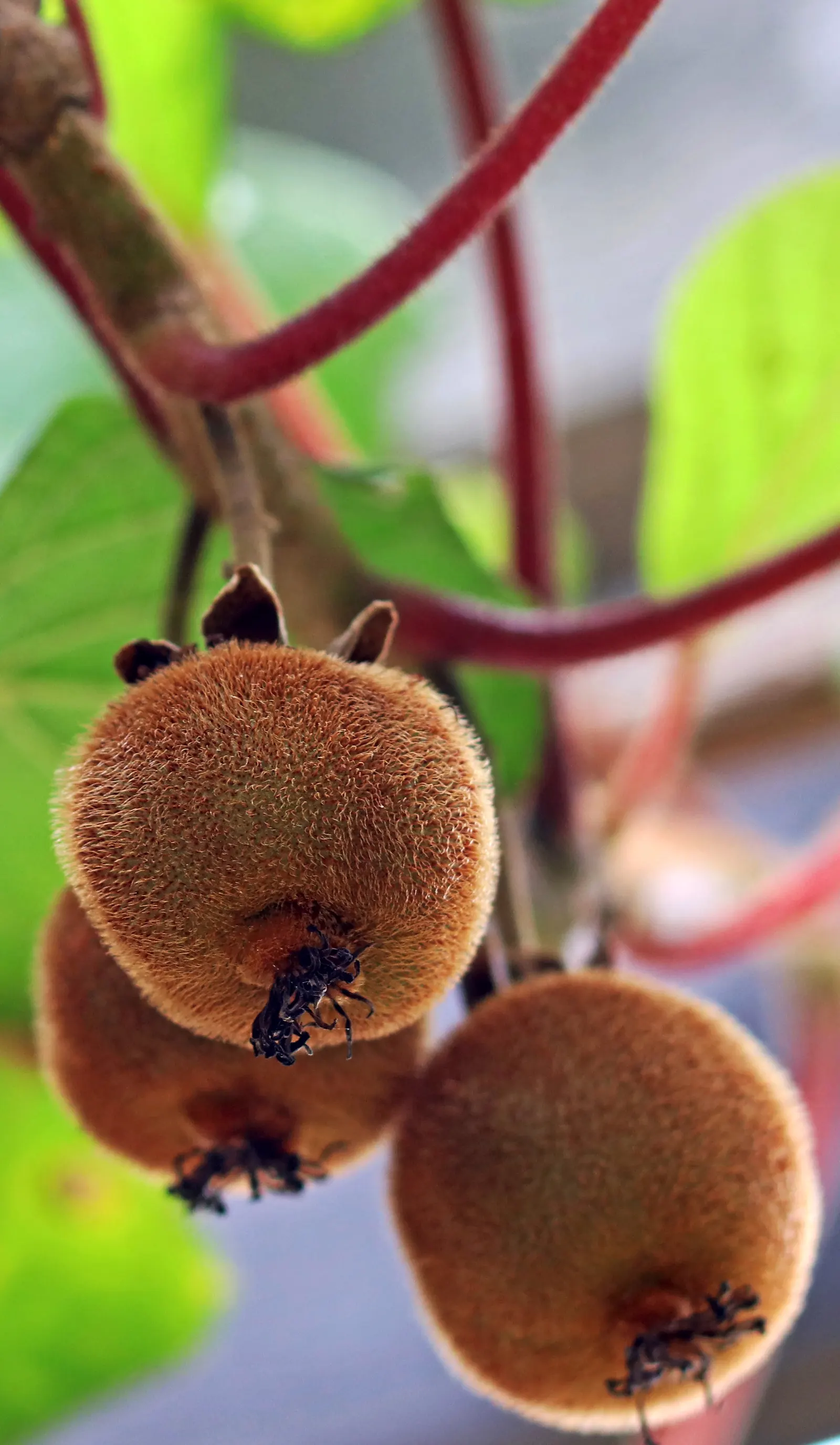 Kiwi, Chinese Gooseberry (Actinidia Deliciosa) — Native to Eastern China, this plant thrives in USDA hardiness zones 7 through 9