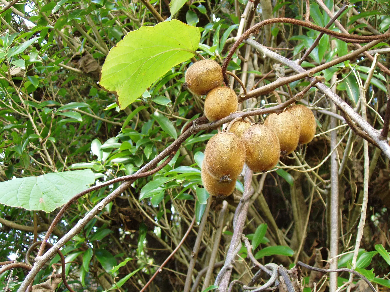 Kiwi, Chinese Gooseberry (Actinidia Deliciosa) — it thrives in USDA zones 7-9 with partial to full sun and requires sturdy support for its twining growth