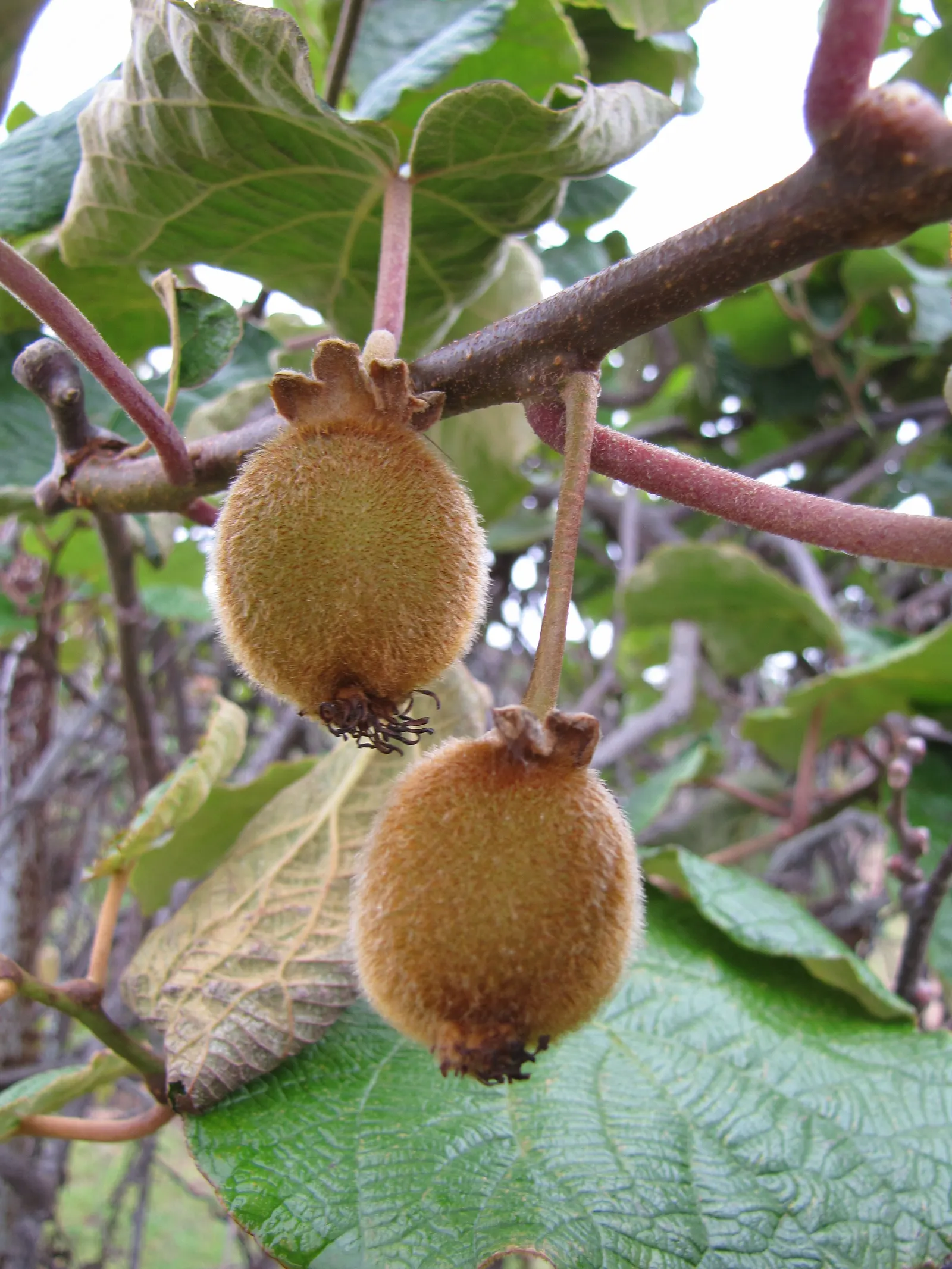 Kiwi, Chinese Gooseberry (Actinidia Deliciosa) — with a fibrous brown outer skin and bright green flesh speckled with tiny black seeds; and full sun to partial