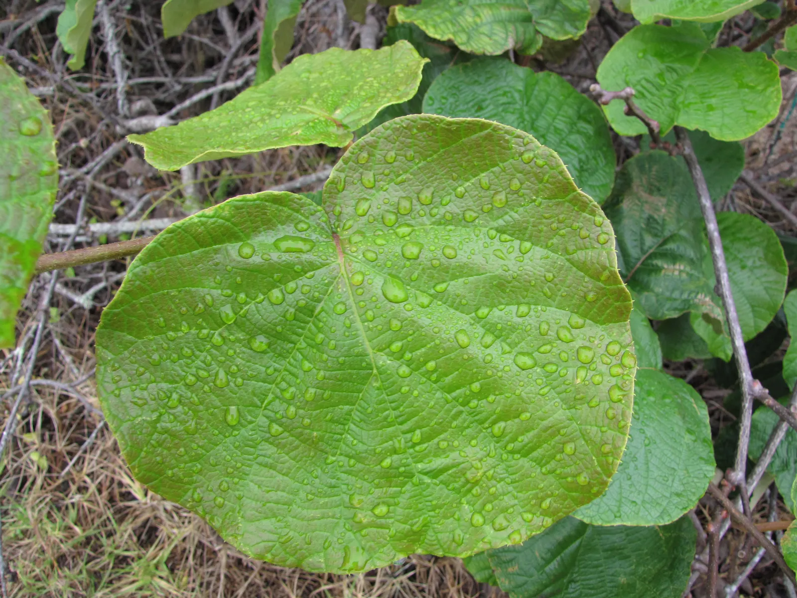 Kiwi, Chinese Gooseberry (Actinidia Deliciosa) — fuzzy fruit adds a late-season appeal