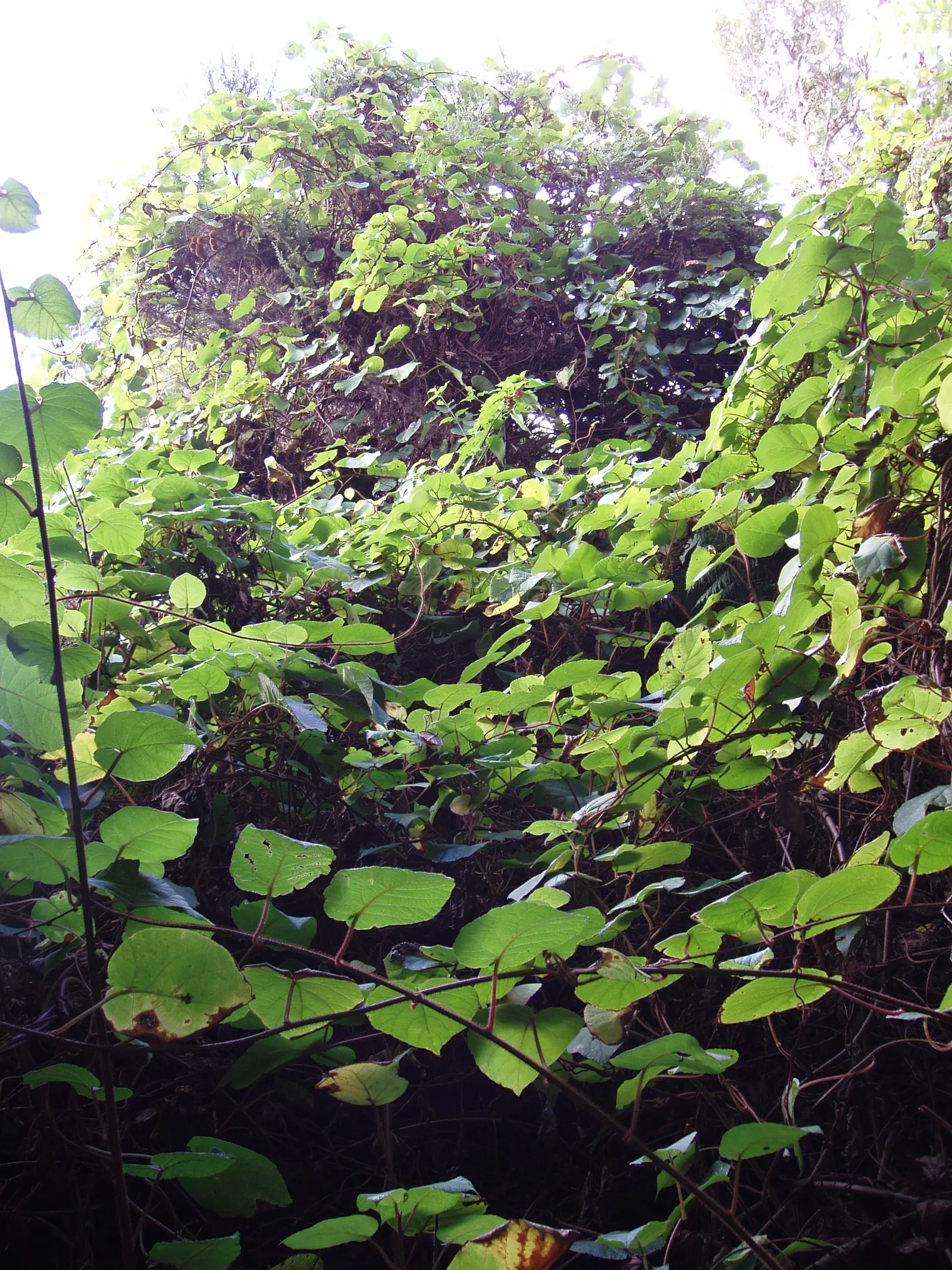 Kiwi, Chinese Gooseberry (Actinidia Deliciosa) — It can reach lengths of over 30 feet when properly supported by a strong trellis or pergola; the fruit is rich