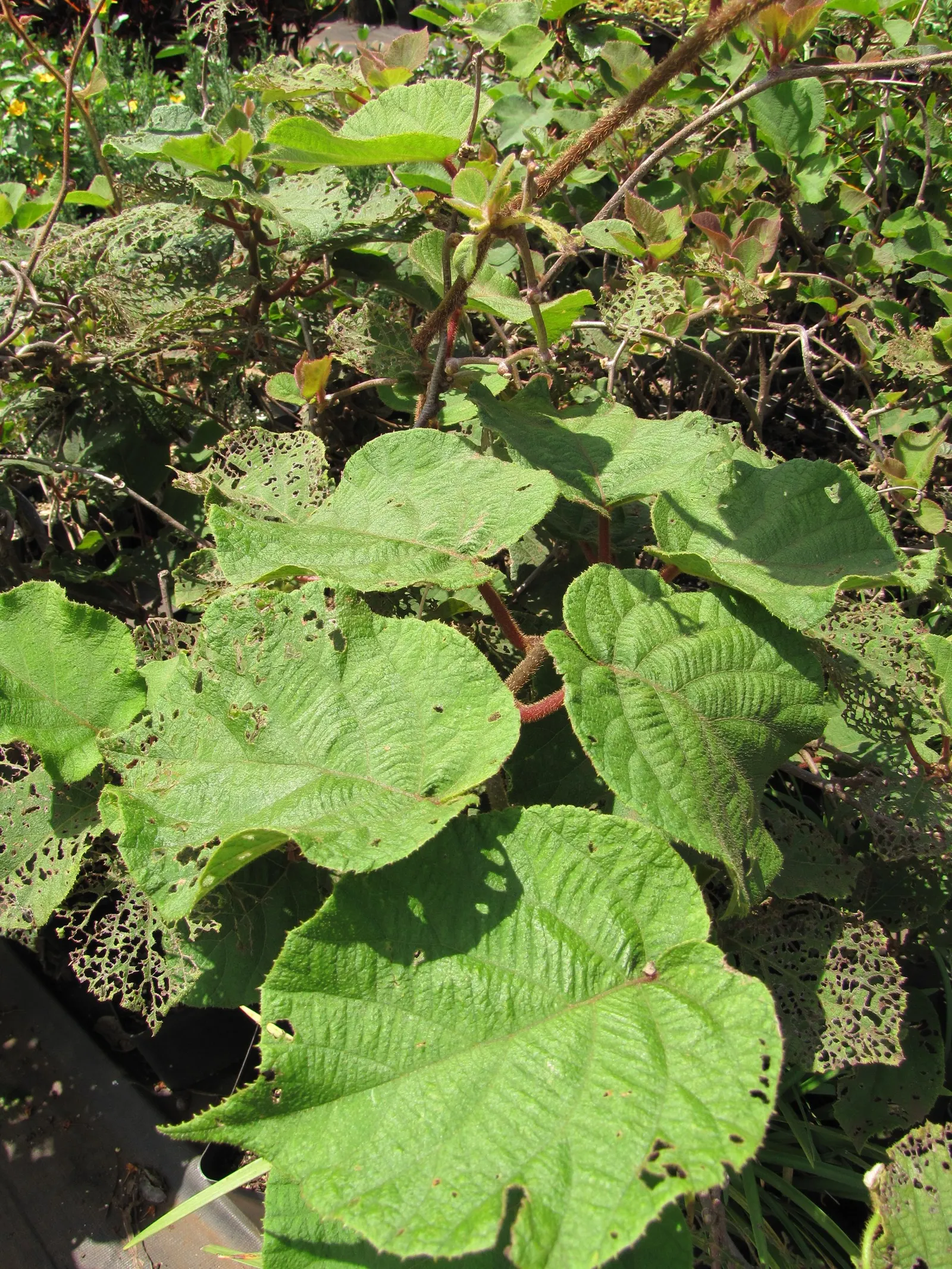 Kiwi, Chinese Gooseberry (Actinidia Deliciosa) — Preferring well-drained soil