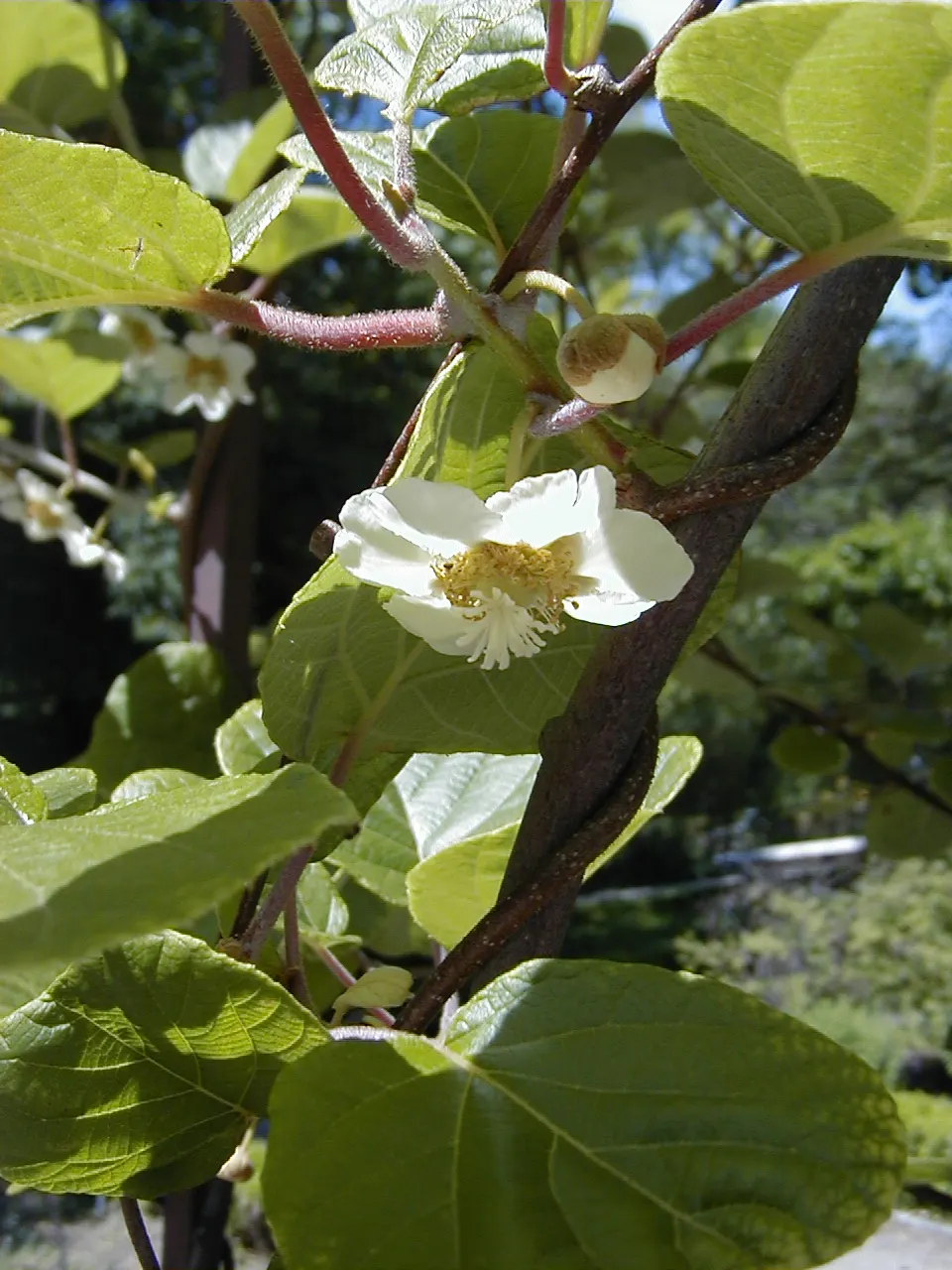 Kiwi, Chinese Gooseberry (Actinidia Deliciosa) — heart-shaped leaves enhance its ornamental value; white flowers in the garden