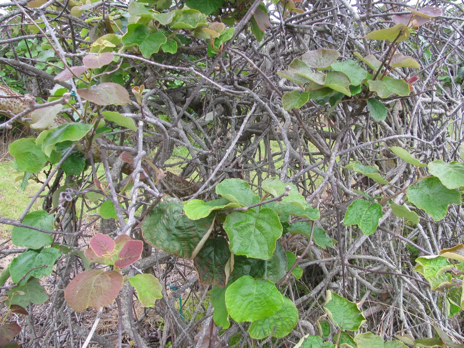 Kiwi, Chinese Gooseberry (Actinidia Deliciosa) — one male plant is required to pollinate up to eight female plants for fruit production.<br><br>In the spring