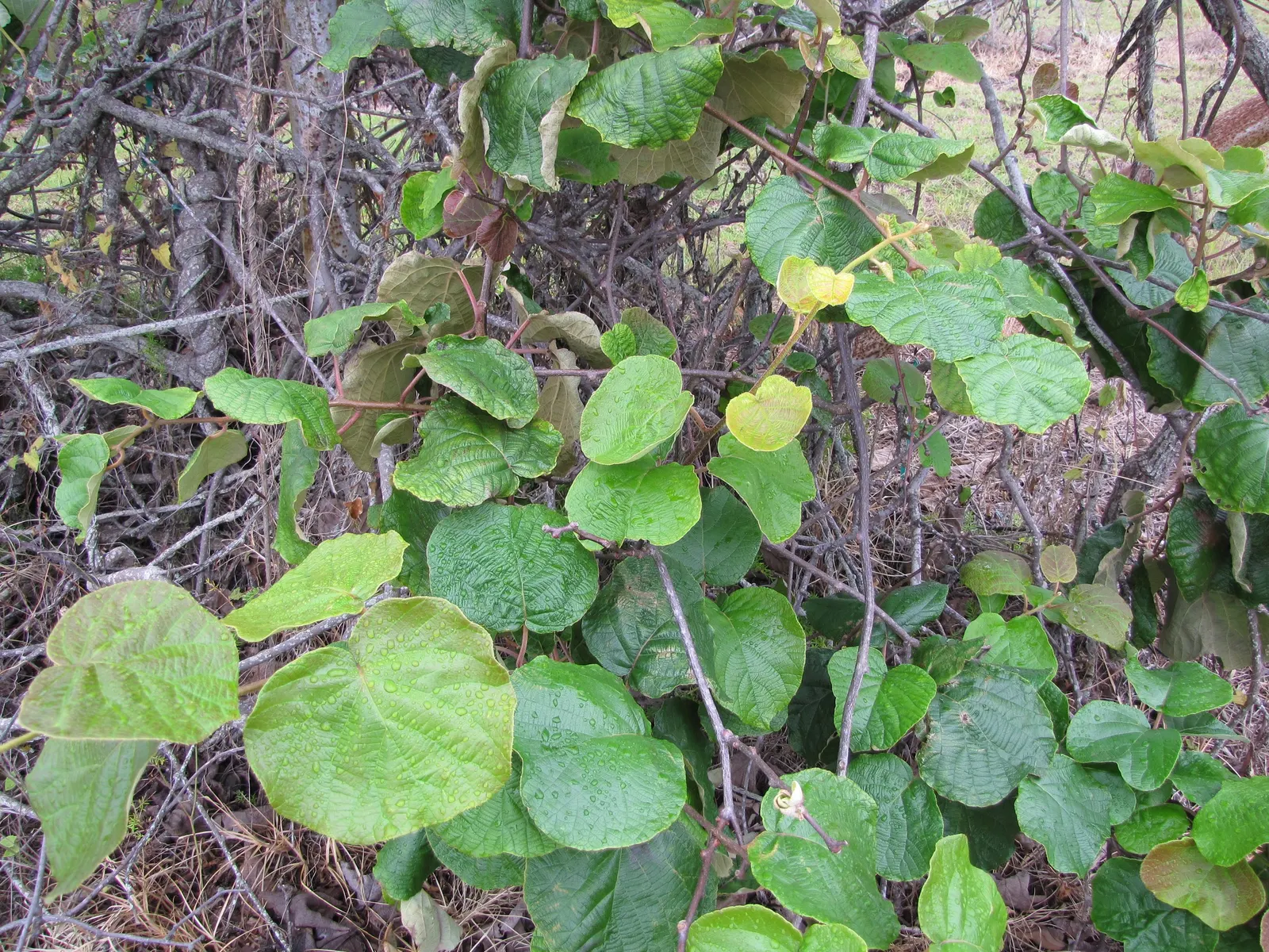 Kiwi, Chinese Gooseberry (Actinidia Deliciosa) — vine for half; the Kiwi vine can be both a beautiful and bountiful addition to your client's landscape design