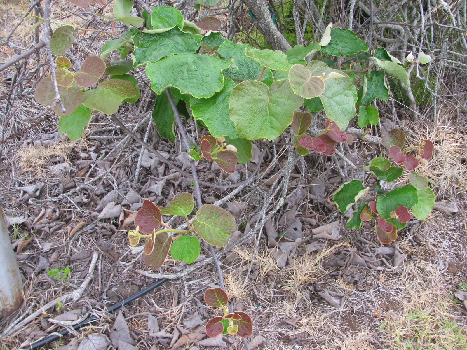 Kiwi, Chinese Gooseberry (Actinidia Deliciosa) — heart-shaped leaves of the Kiwi vine can grow up to 12 inches in length; vine for half