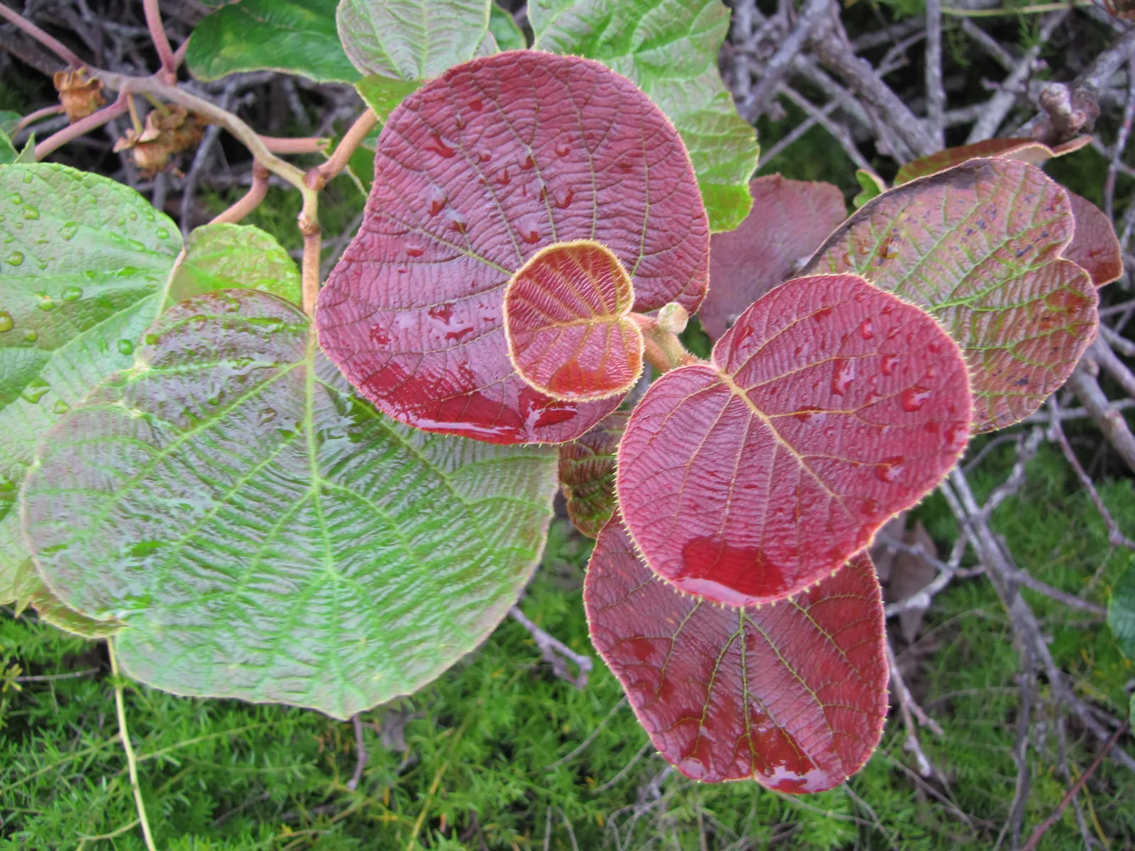 Kiwi, Chinese Gooseberry (Actinidia Deliciosa) — The fruit is rich in Vitamin C and provides a tangy-sweet flavor.<br><br>For best growth; woody vine reaching
