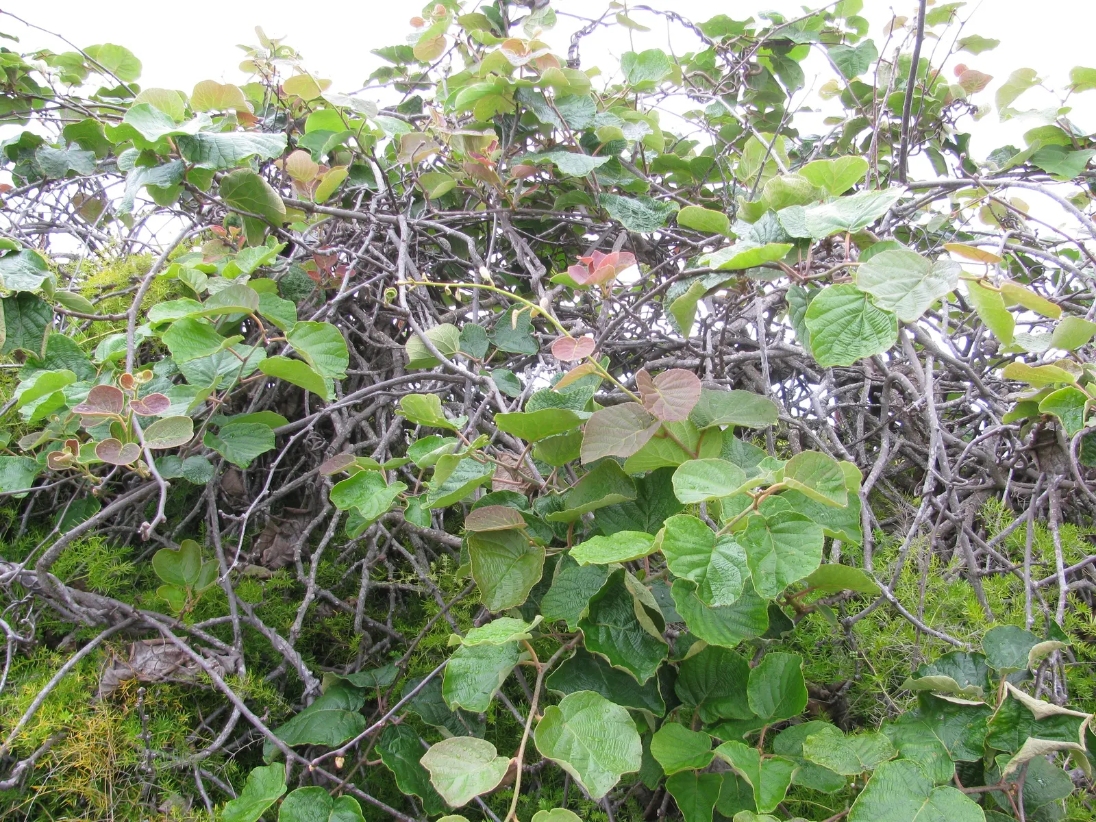 Kiwi, Chinese Gooseberry (Actinidia Deliciosa) — the Kiwi vine can be both a beautiful and bountiful addition to your client's landscape design